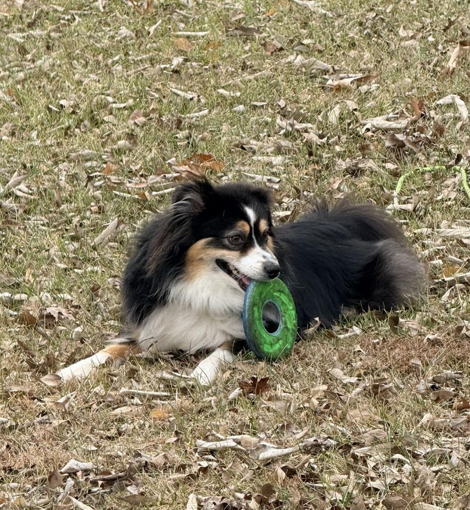 Enlarge 0764 Sparkie nka Finley, a Adoptable mixed breed in Huntsville, MO image 3/6
