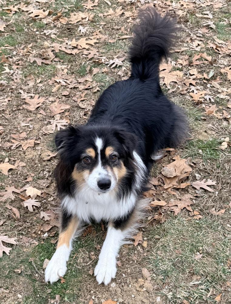 Enlarge 0764 Sparkie nka Finley, a Adoptable mixed breed in Huntsville, MO image 2/5