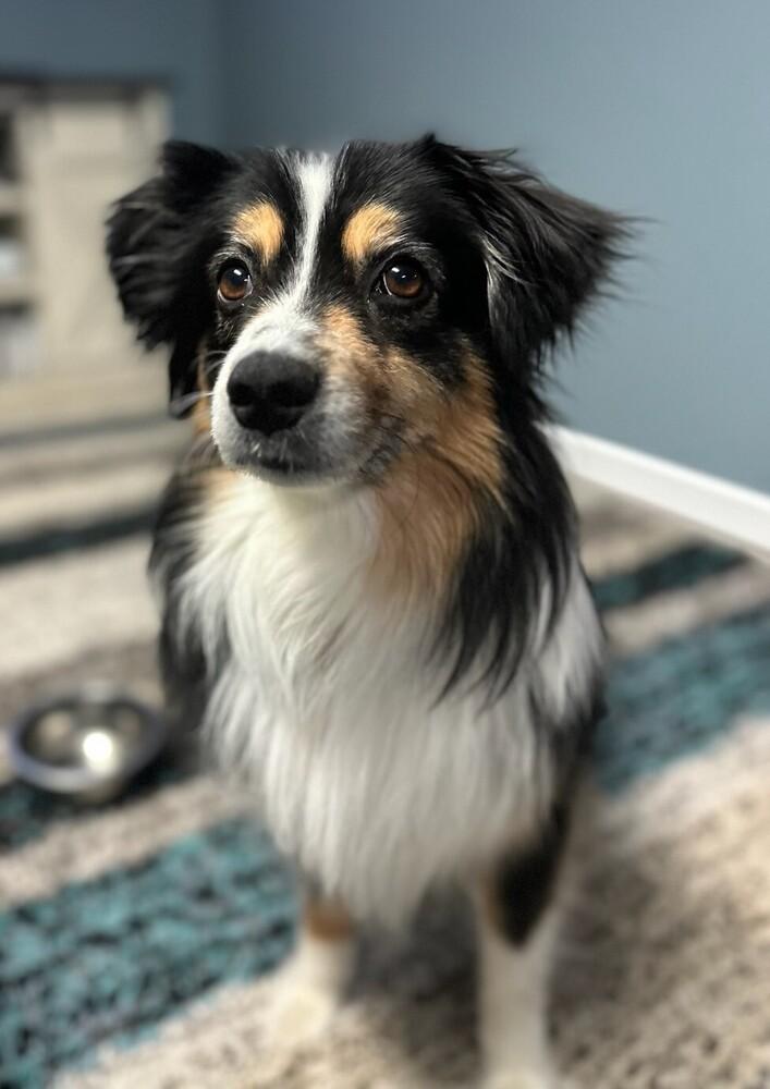 Enlarge 0764 Sparkie nka Finley, a Adoptable mixed breed in Huntsville, MO image 3/5