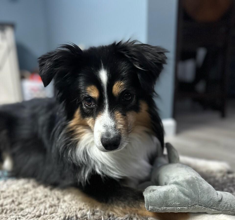 Enlarge 0764 Sparkie nka Finley, a Adoptable mixed breed in Huntsville, MO image 4/5