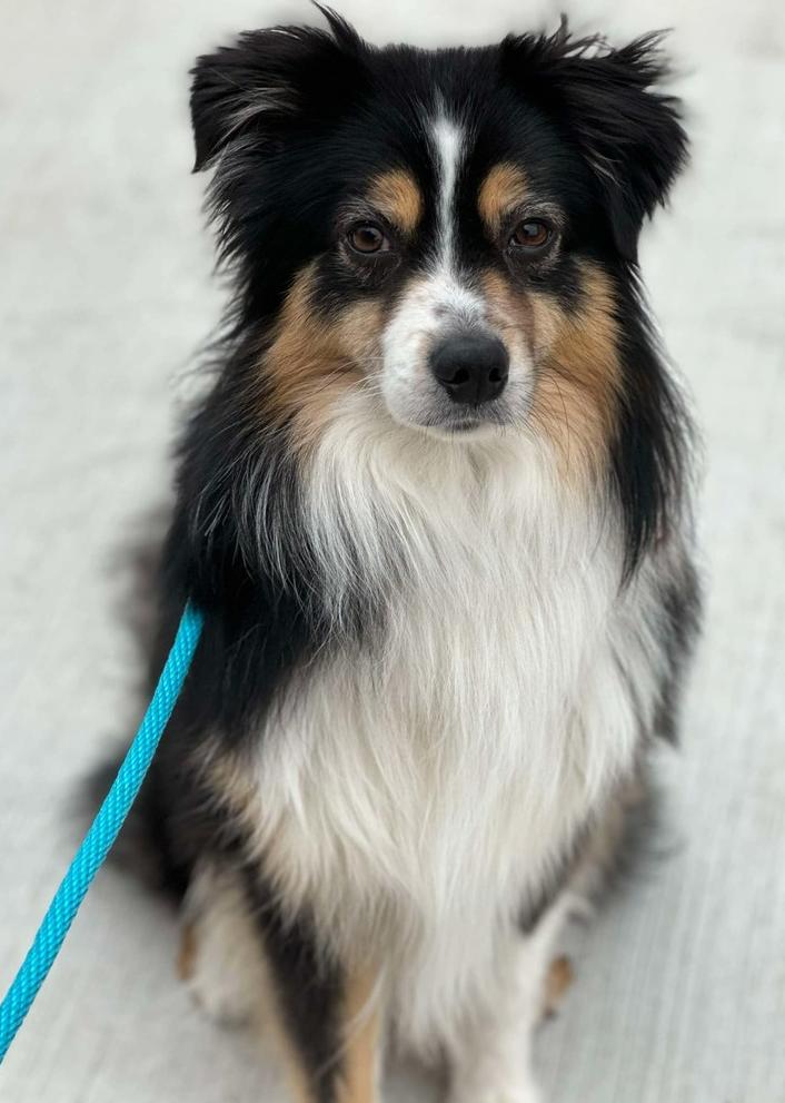 Enlarge 0764 Sparkie nka Finley, a Adoptable mixed breed in Huntsville, MO image 5/5