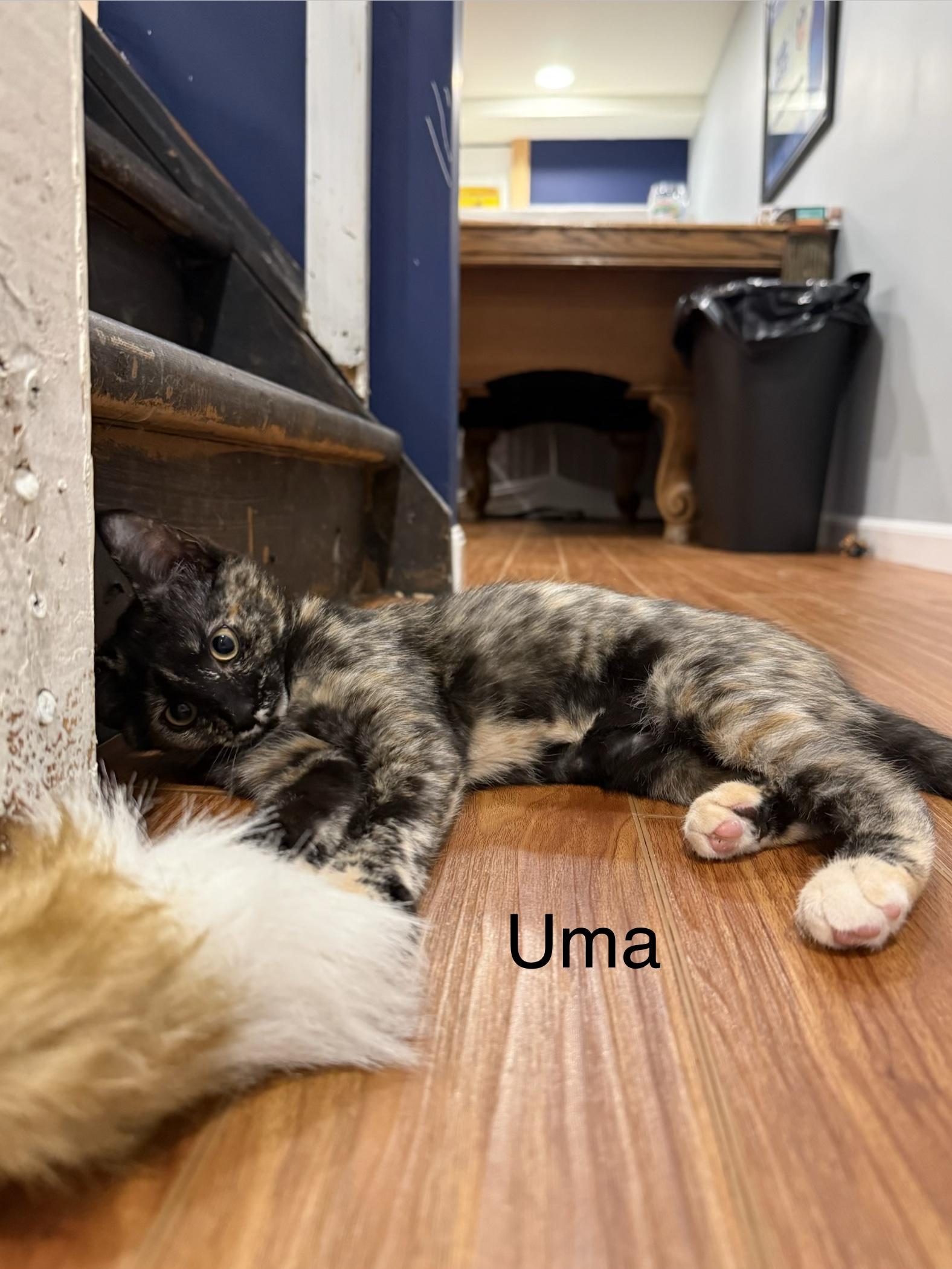 Enlarge Uma, an adopted Tortoiseshell in Middletown, CT image 4/4
