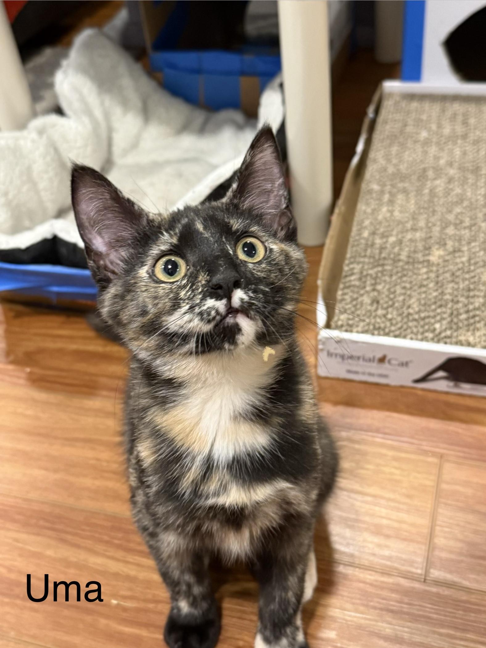 Enlarge Uma, an adopted Tortoiseshell in Middletown, CT image 2/4