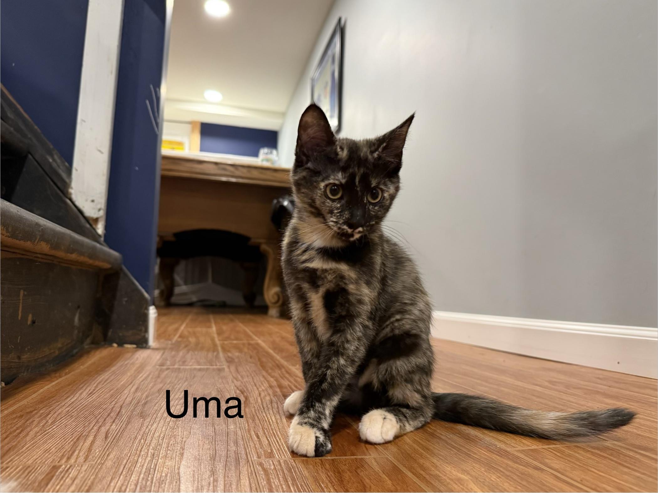 Enlarge Uma, an adopted Tortoiseshell in Middletown, CT image 3/4