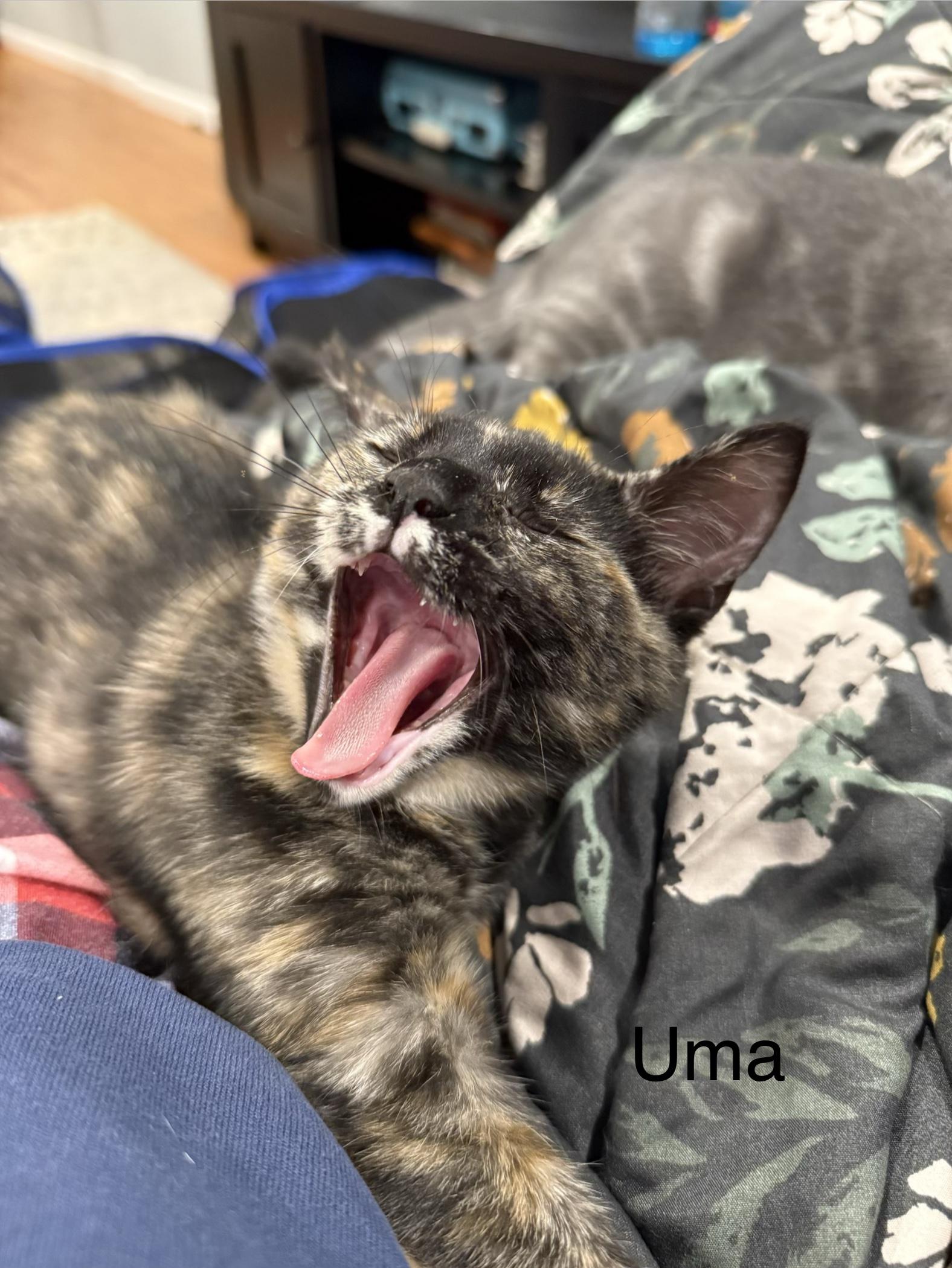 Uma, adopted, Kitten Female Tortoiseshell.