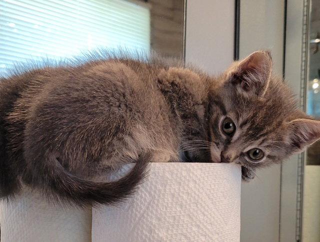 Curly, Adopted, Young Male Domestic Short Hair.