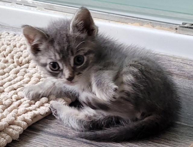Enlarge Curly, a Adopted Domestic Short Hair in Rochester, NY image 2/2