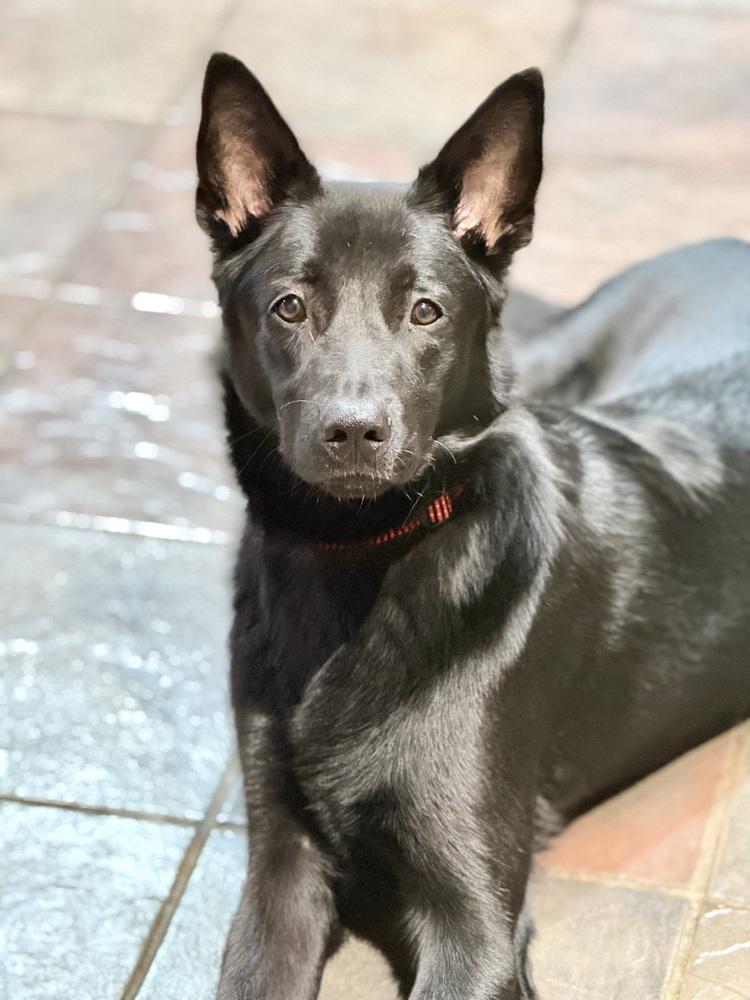 Bear, adoptable, Adult Male Shepherd.