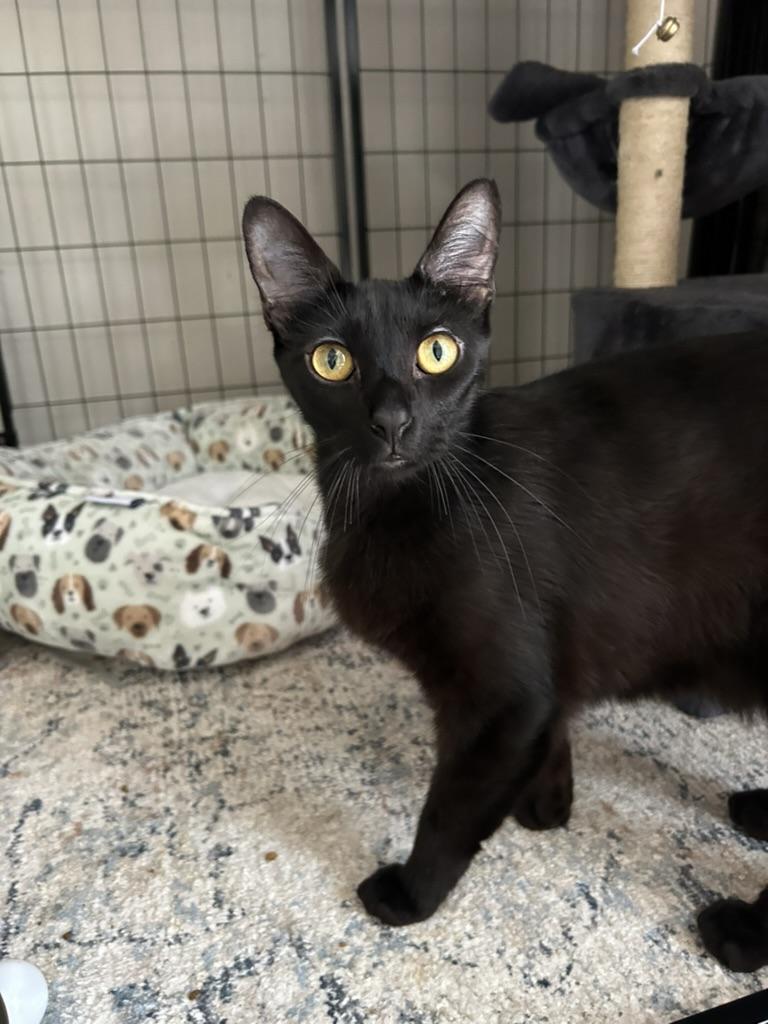 Enlarge Licorice, a Adoptable Domestic Short Hair in Philadelphia, PA image 2/4