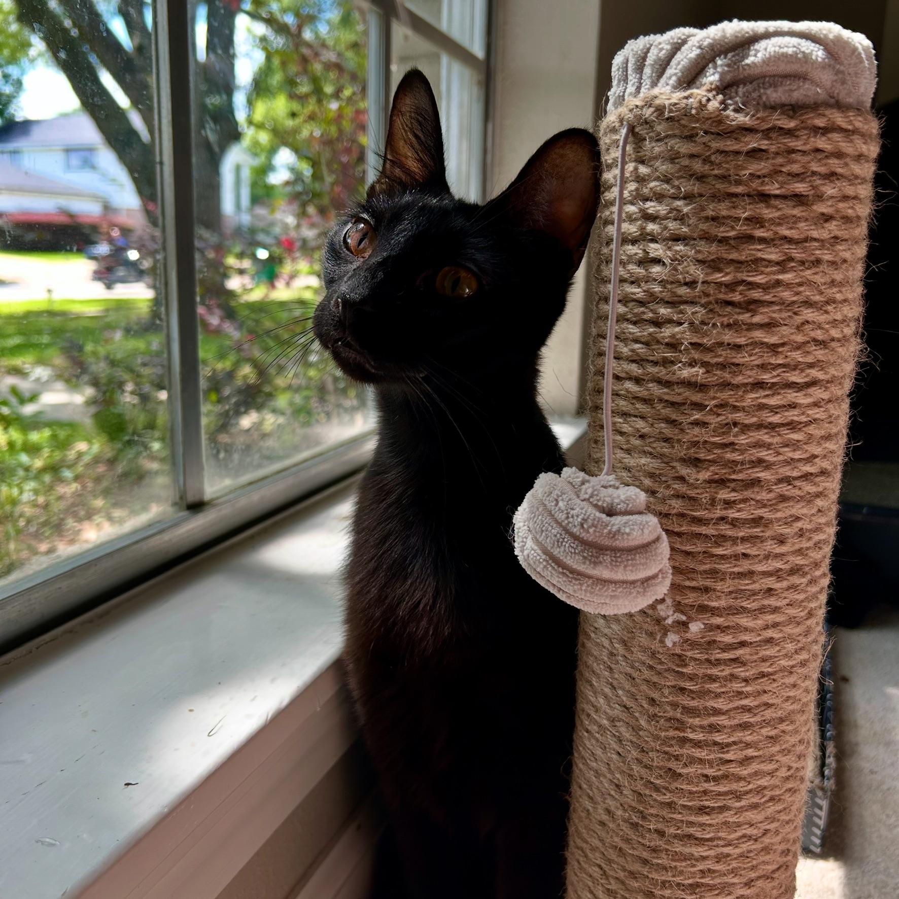 Enlarge Licorice, a Adoptable Domestic Short Hair in Philadelphia, PA image 3/4