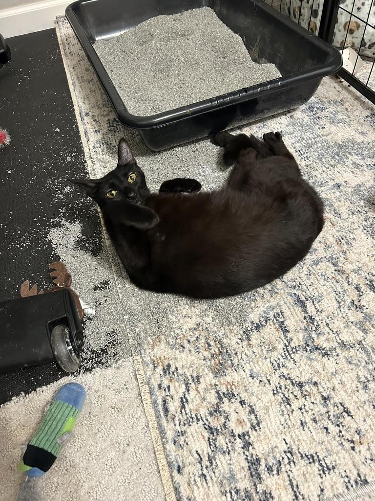 Enlarge Licorice, a Adoptable Domestic Short Hair in Philadelphia, PA image 4/4