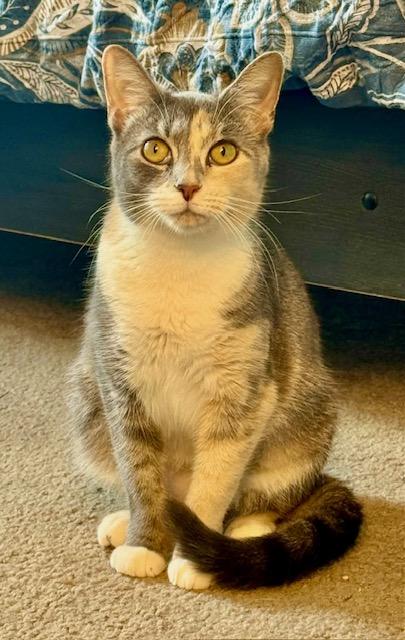 Snickers, adopted, Adult Female Calico & Dilute Calico.