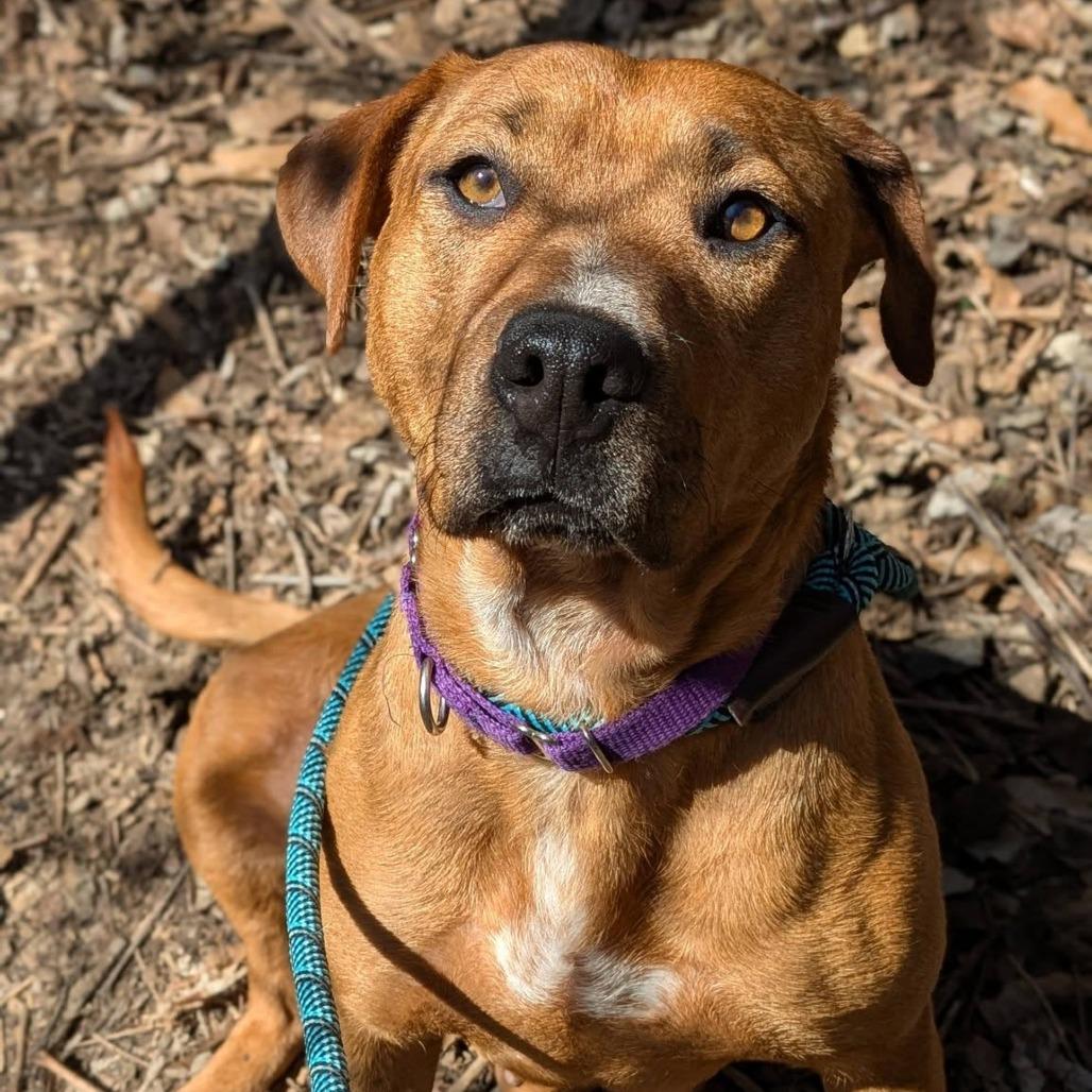 Daisy, Adoptable, Adult Female Mixed Breed.