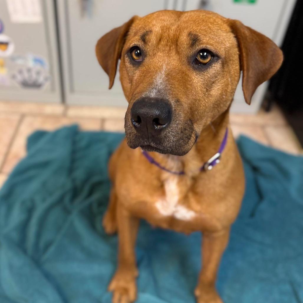 Daisy, a Adoptable Mixed Breed in Saint Charles, MO image 2/5