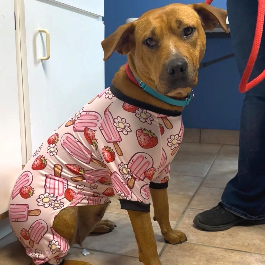 Daisy, a Adoptable Mixed Breed in Saint Charles, MO image 3/5