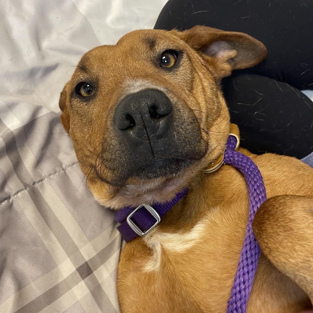 Daisy, a Adoptable Mixed Breed in Saint Charles, MO image 5/5