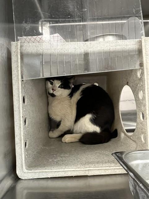 LANCE, Adoptable, Young Male Domestic Short Hair.