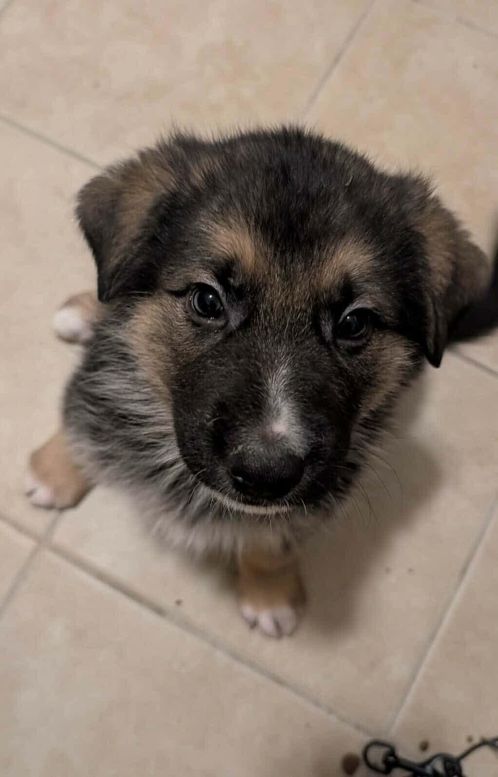 Simba, Adoptable, Puppy Male Great Pyrenees & German Shepherd Dog.