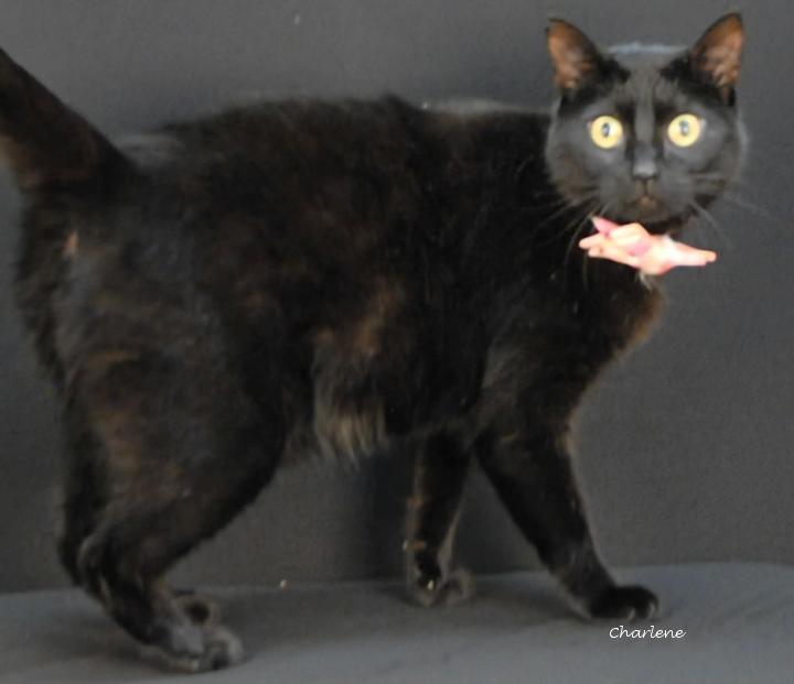 Enlarge Cosmos, a ADOPTABLE mixed breed in Newland, NC image 2/2