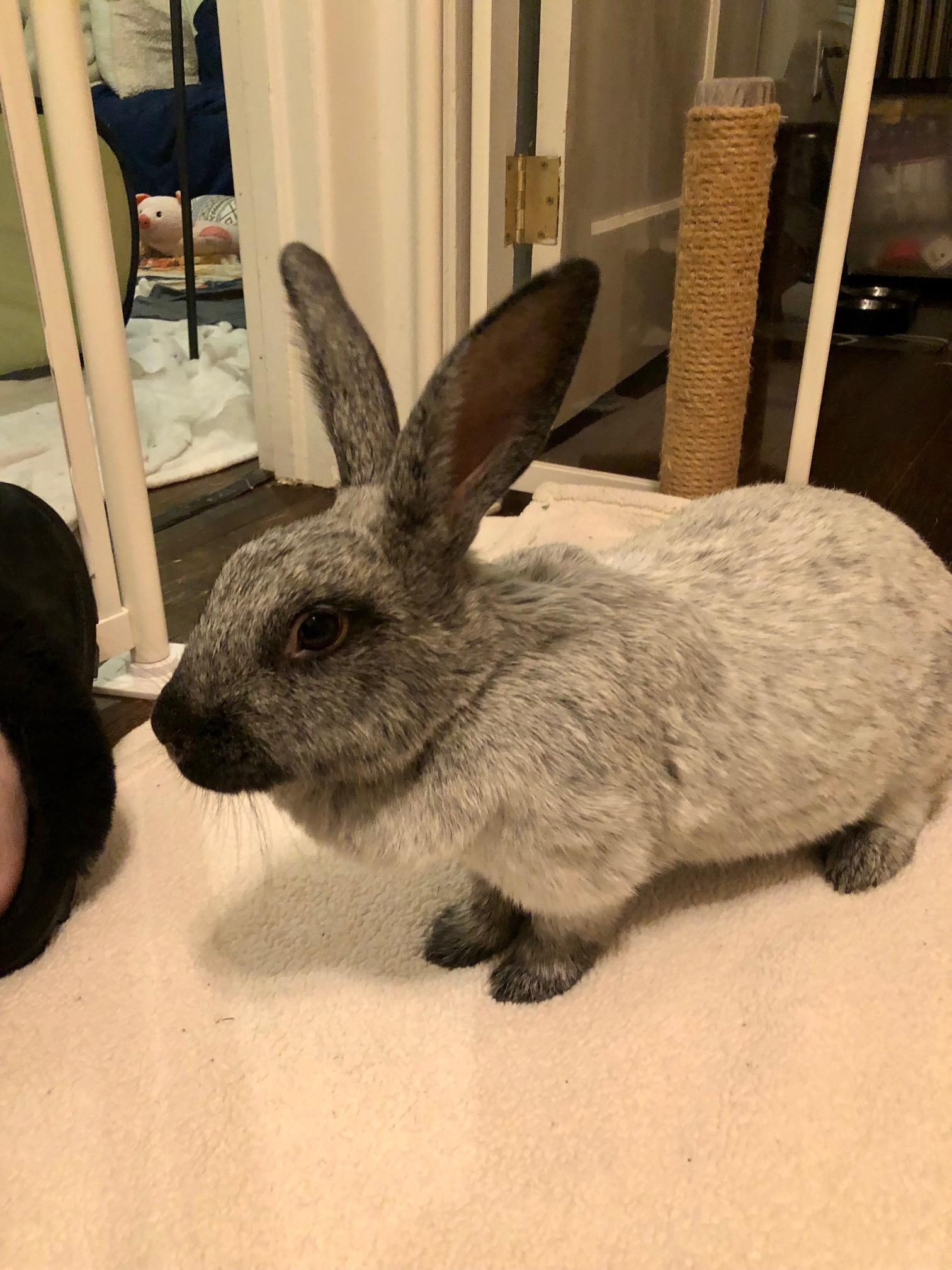 Babette, ADOPTABLE, Young Female Champagne D'Argent.