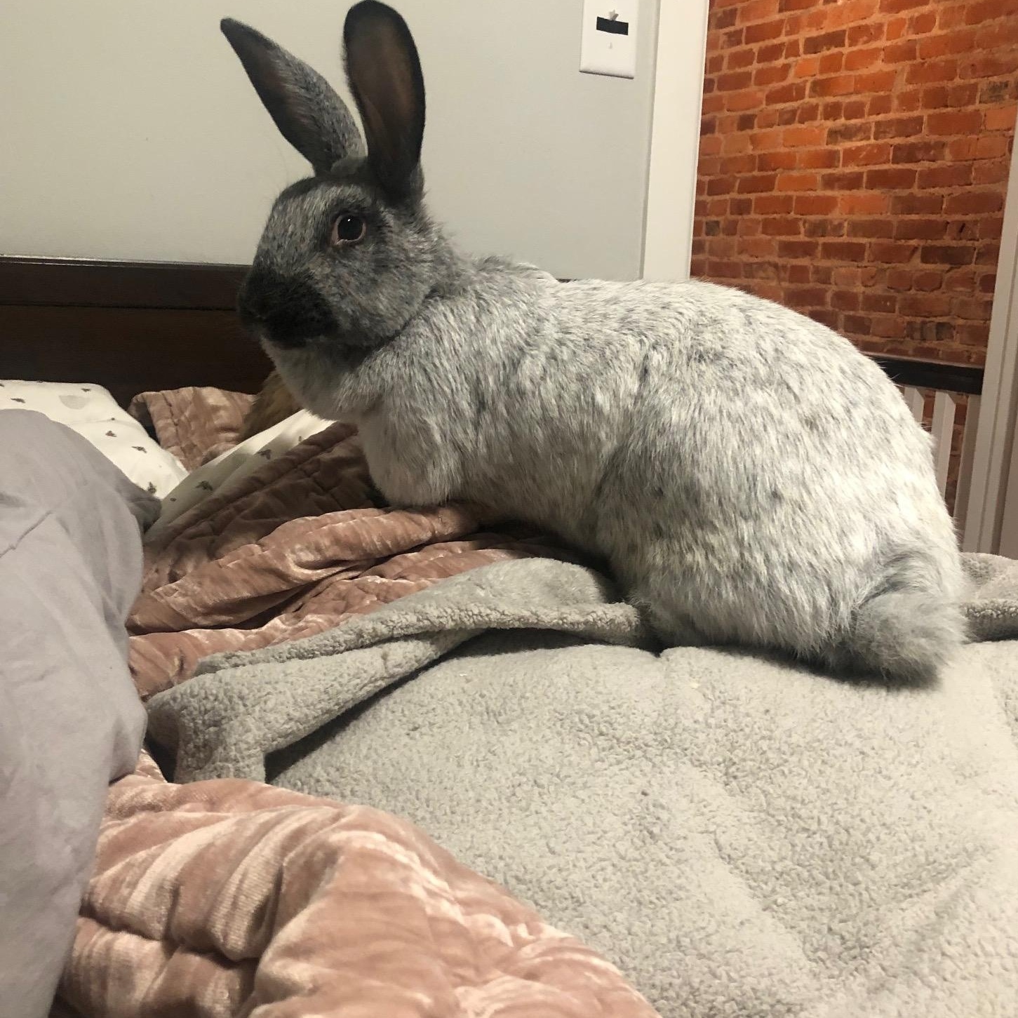 Babette, a ADOPTABLE Champagne D'Argent in Philadelphia, PA image 4/4