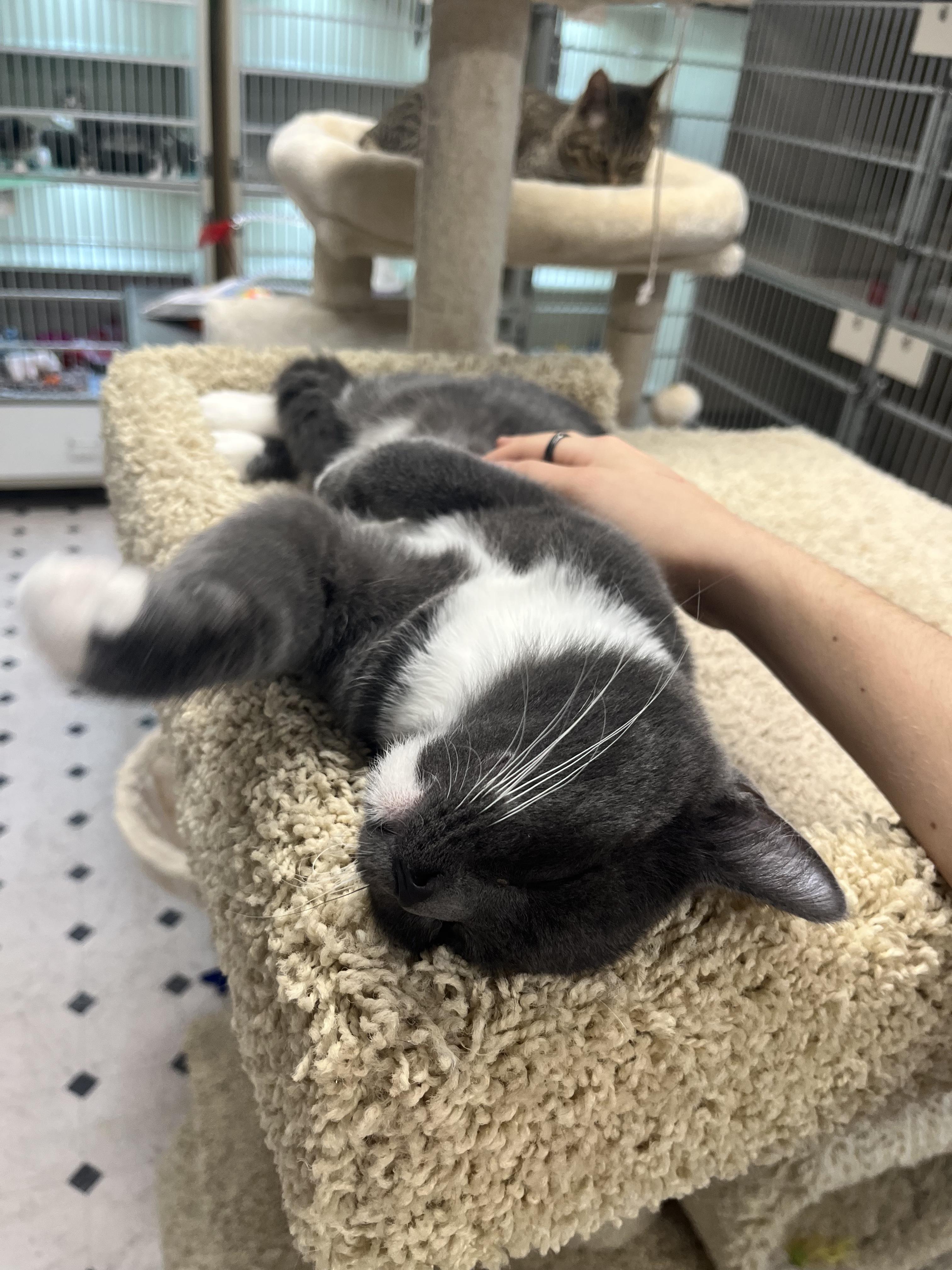 Enlarge Bean, a Adoptable Domestic Medium Hair in Quincy, CA image 4/6