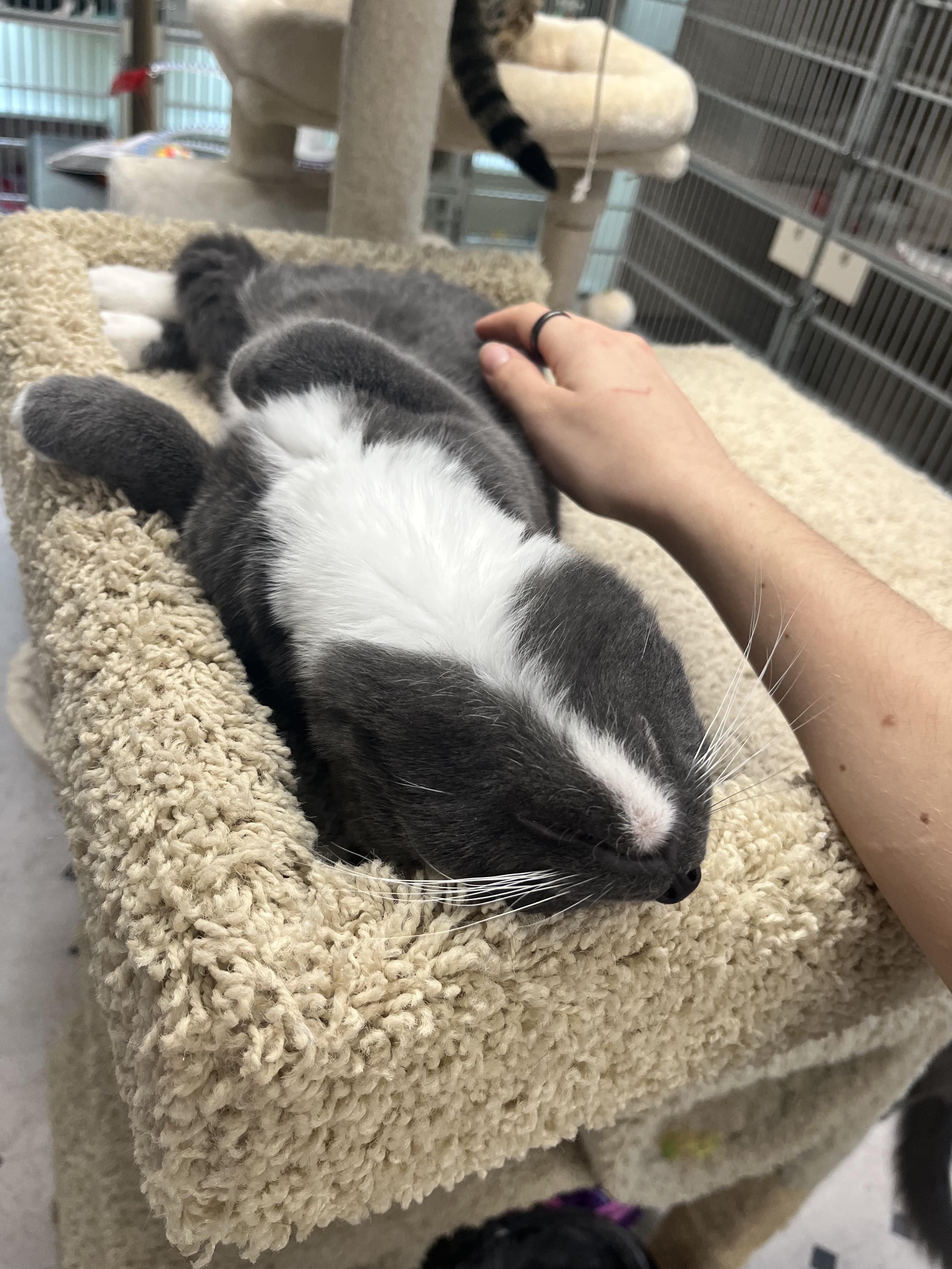 Enlarge Bean, a Adoptable Domestic Medium Hair in Quincy, CA image 6/6