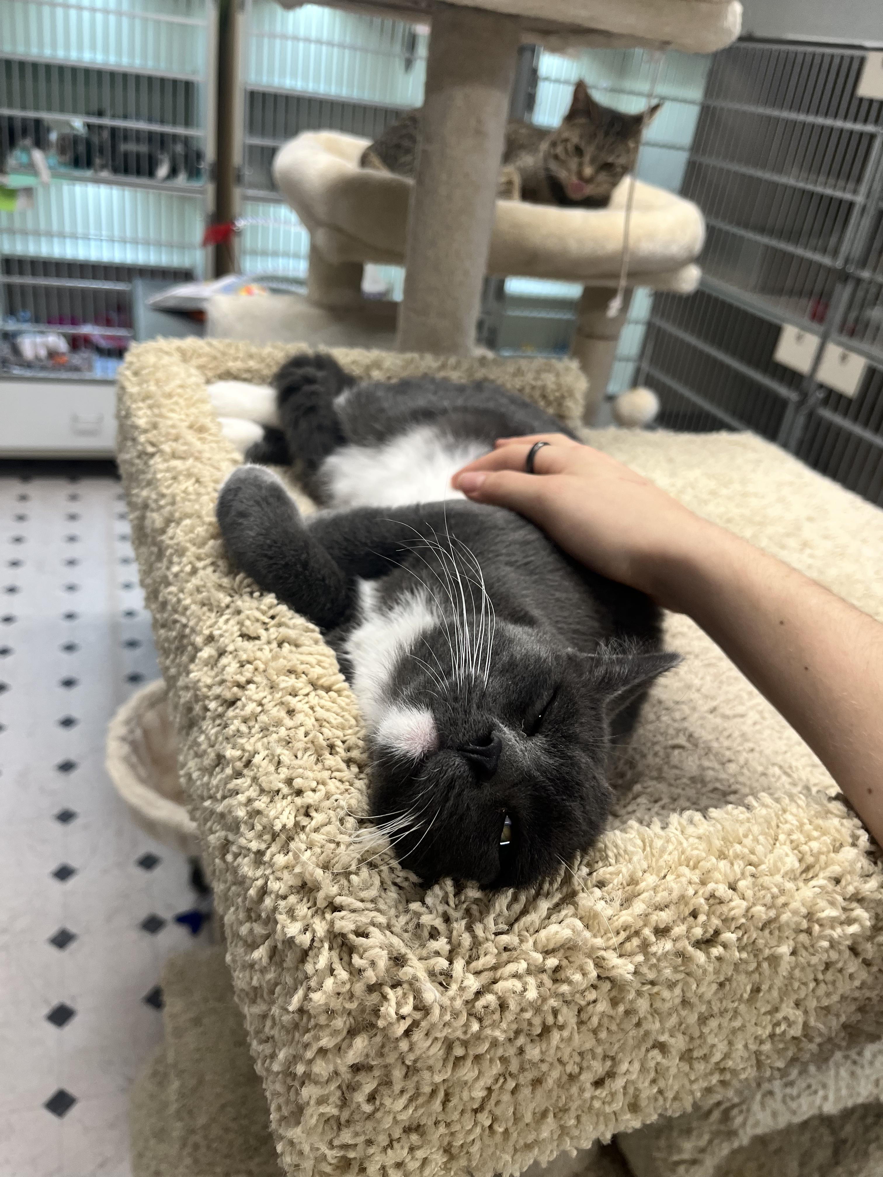 Enlarge Bean, a Adoptable Domestic Medium Hair in Quincy, CA image 5/6