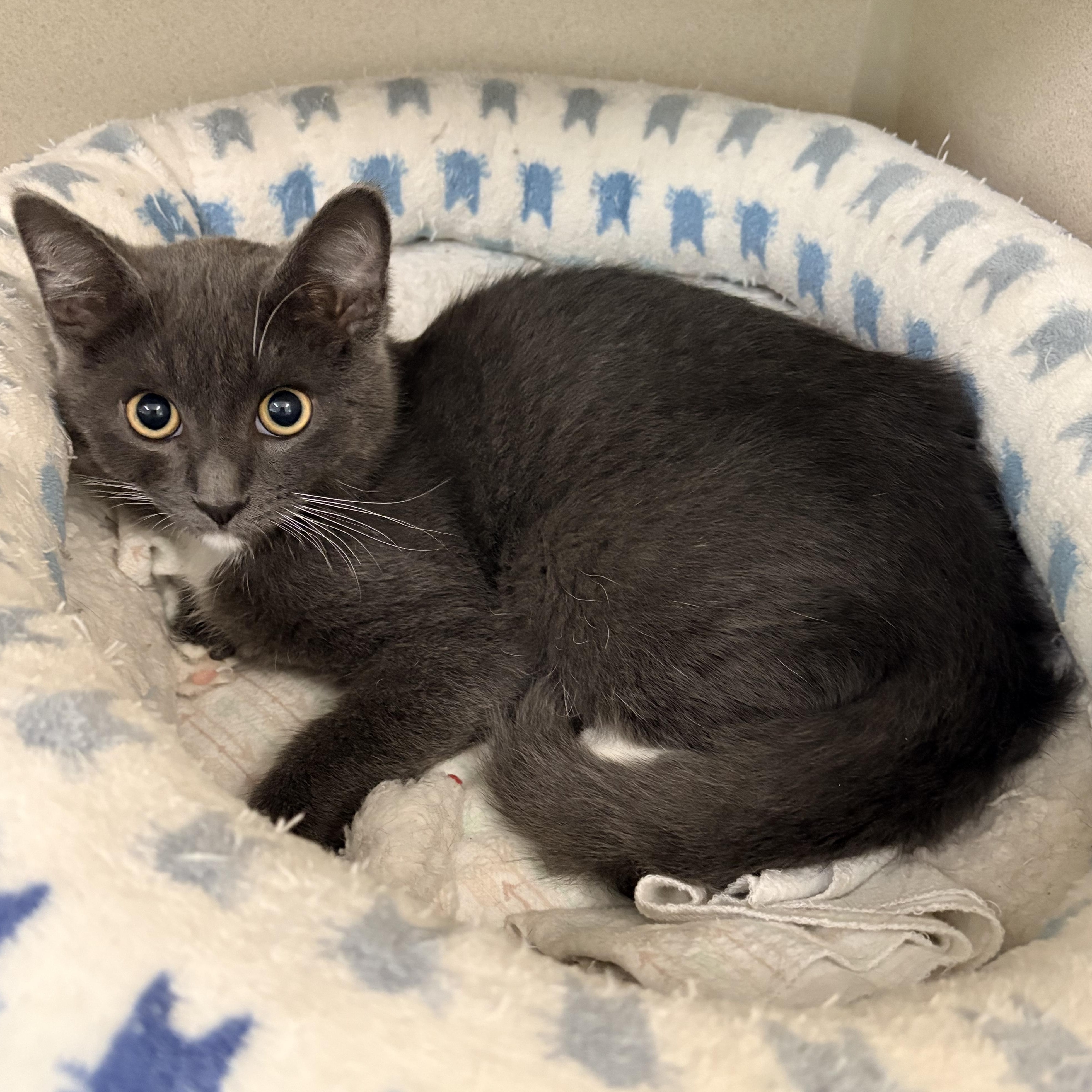 Bean, a ADOPTABLE Domestic Medium Hair in Quincy, CA image 1/2