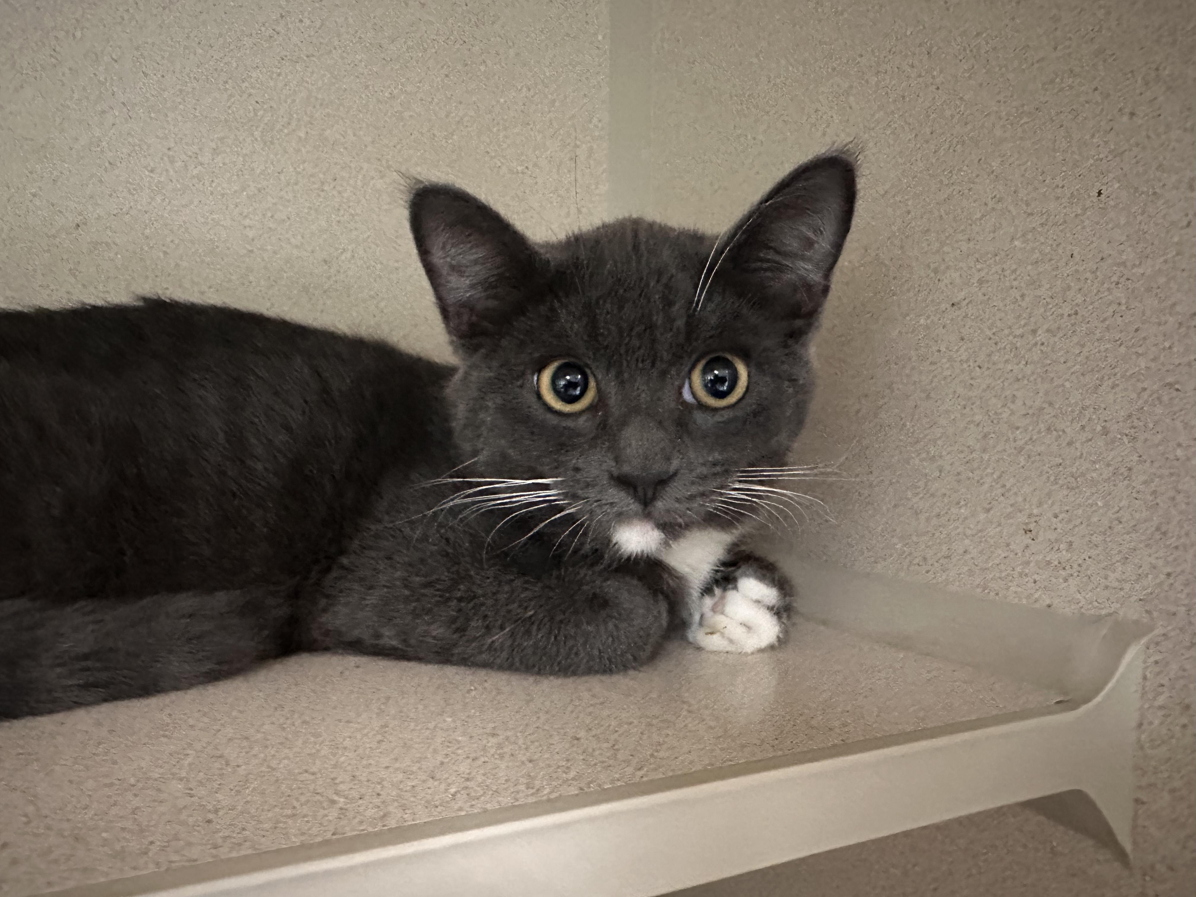 Bean, a ADOPTABLE Domestic Medium Hair in Quincy, CA image 2/2