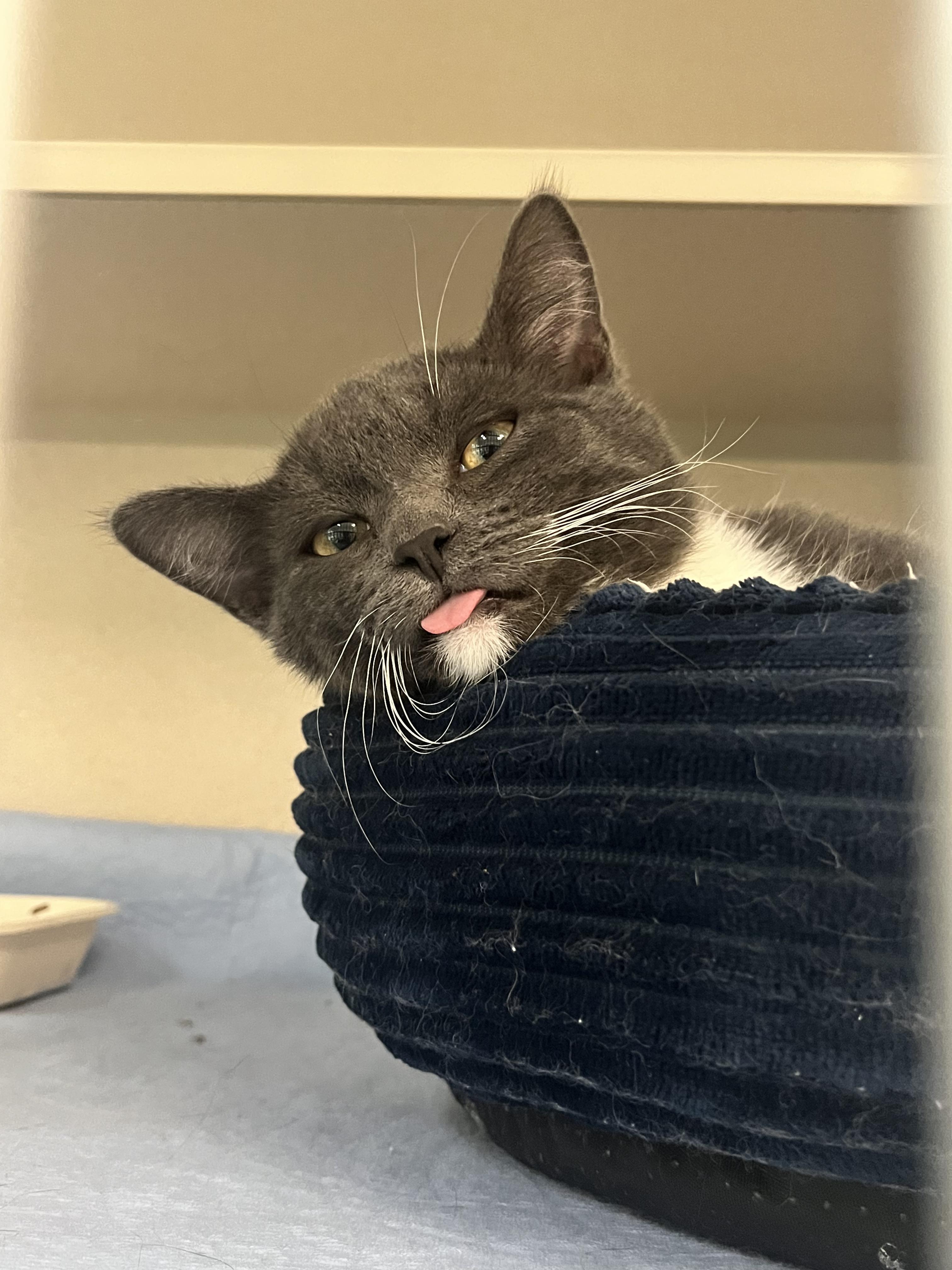 Enlarge Bean, a Adoptable Domestic Medium Hair in Quincy, CA image 3/6
