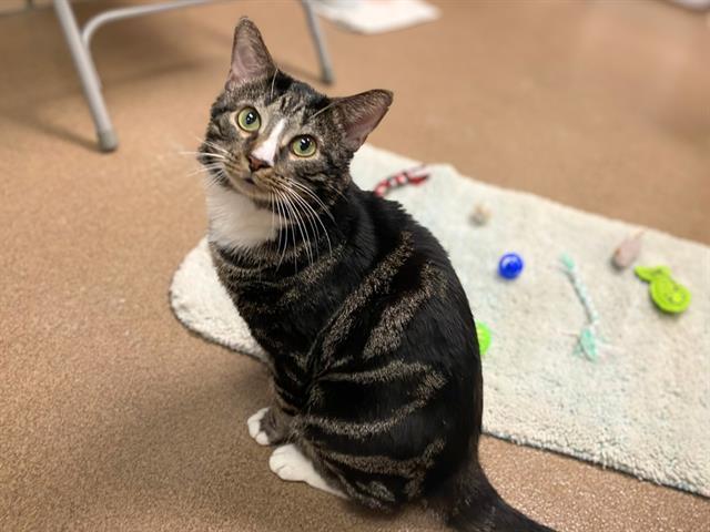 MAX, Adoptable, Young Male Domestic Short Hair.