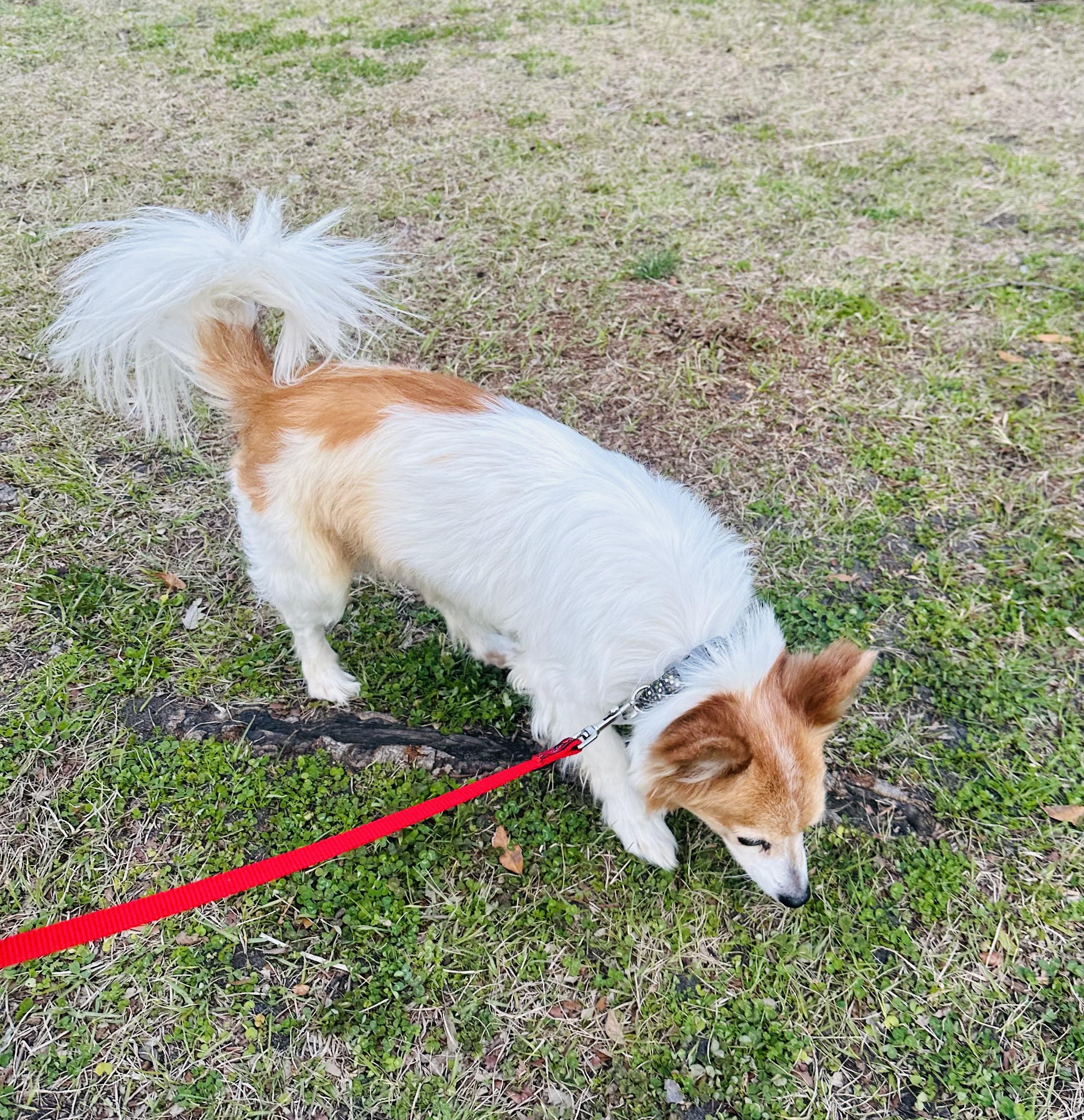 Mark, ADOPTABLE, Senior Male Papillon.