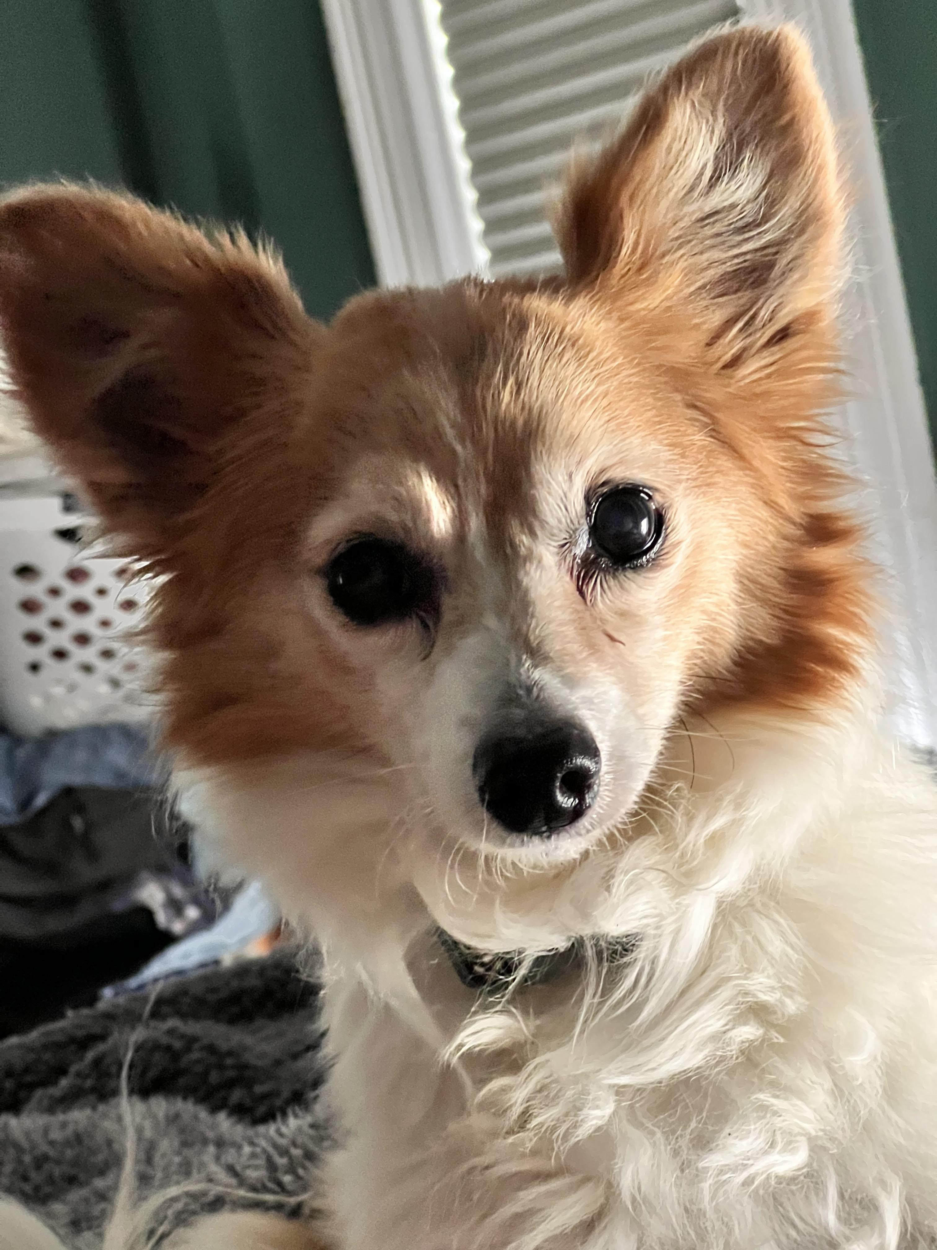 Mark, a ADOPTABLE mixed breed in Brooks, ME image 4/4