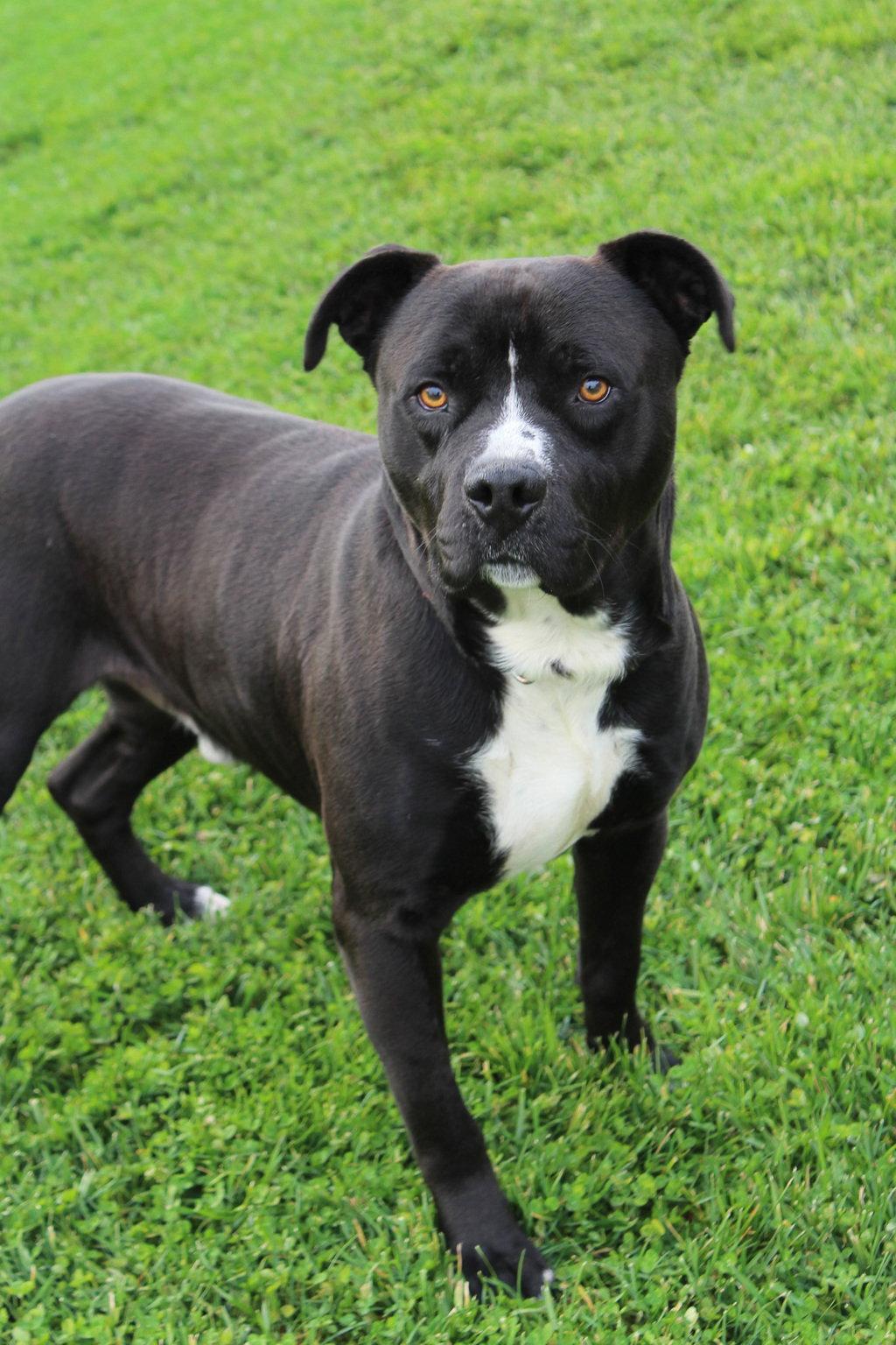 Enlarge Hermey 51572, a Adopted Pit Bull Terrier in Petaluma, CA image 1/1