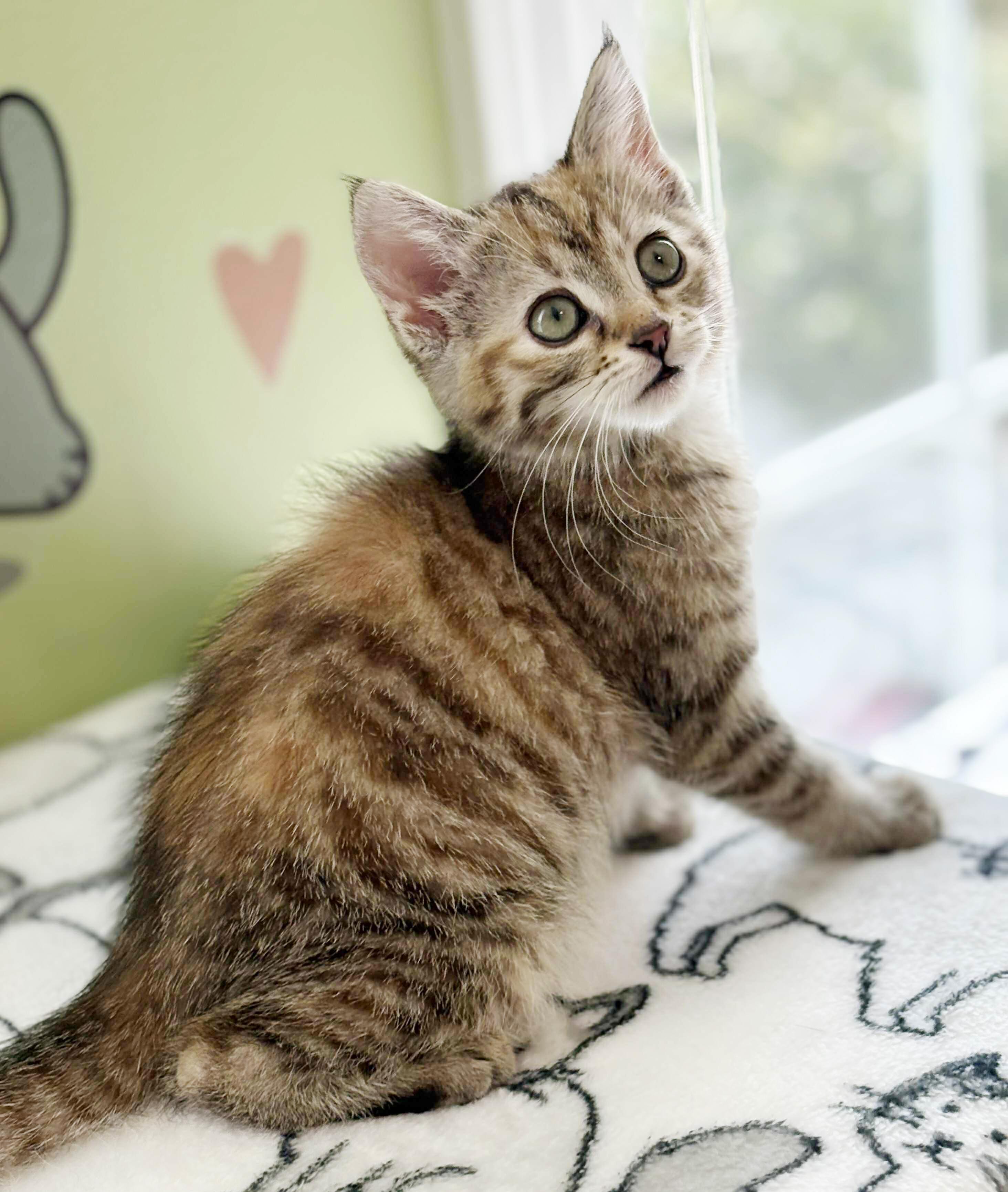 Diamond is a dream! PRINCESS of purring!  And a poofball!