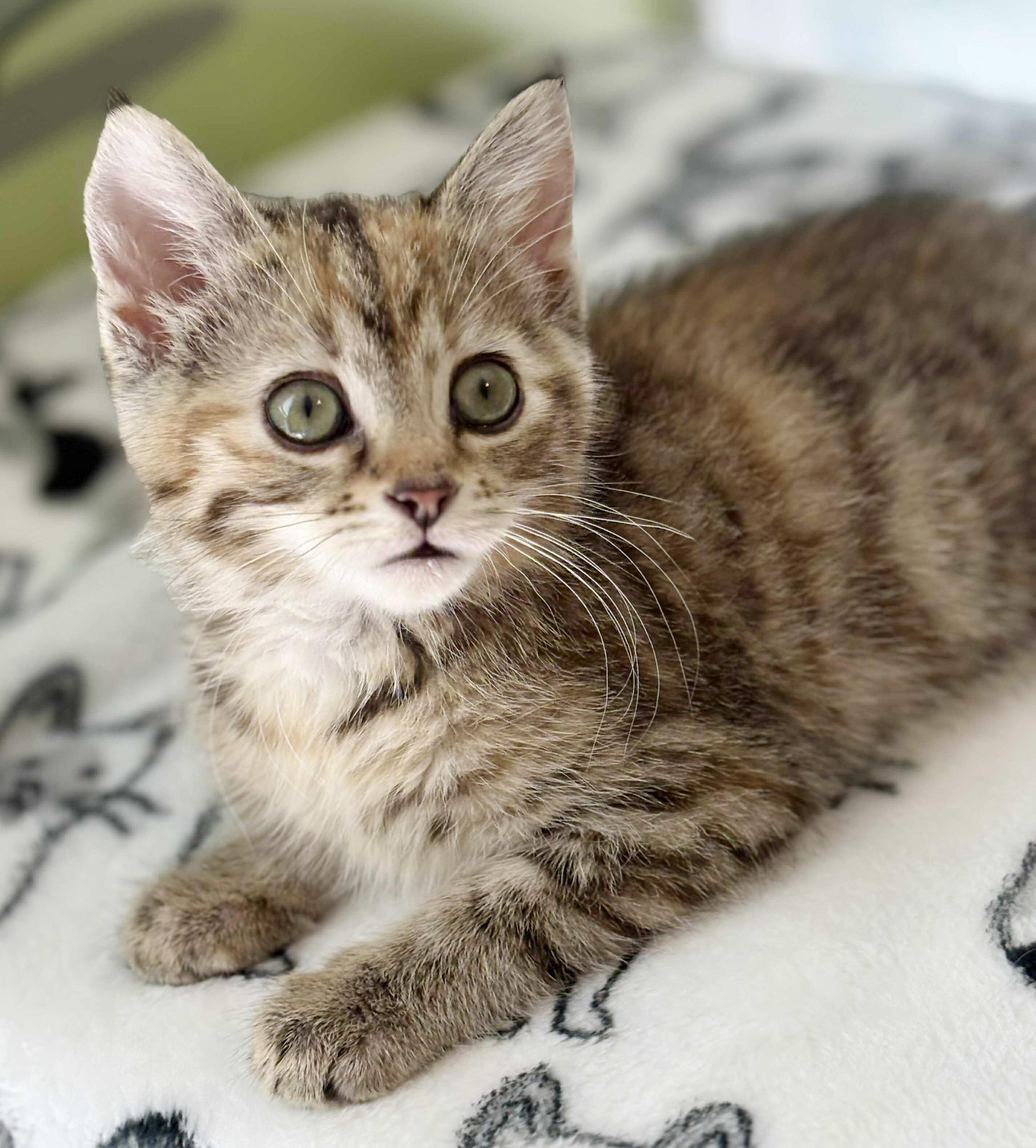 Diamond is a dream! PRINCESS of purring!  And a poofball!