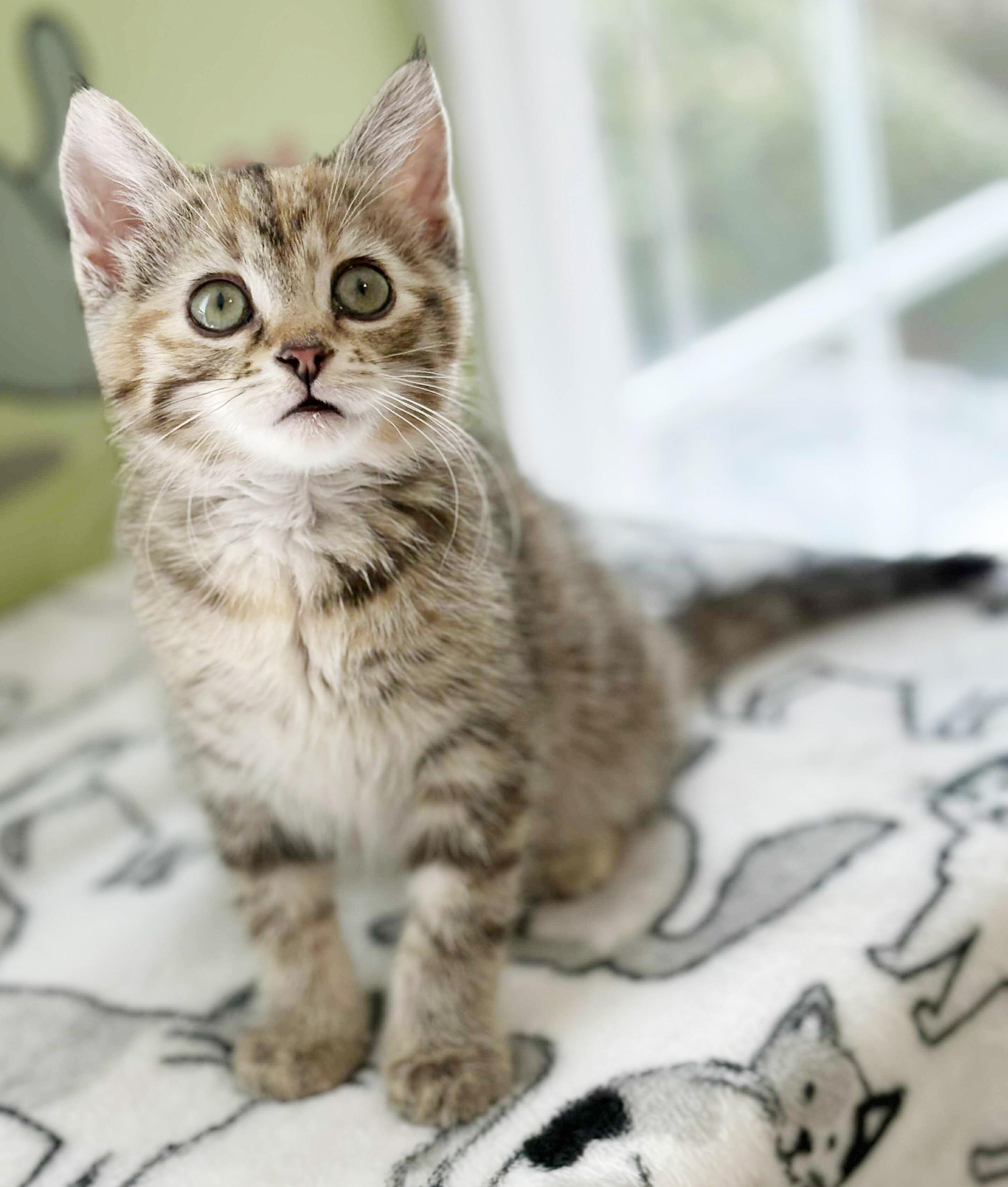 Diamond is a dream! PRINCESS of purring!  And a poofball!