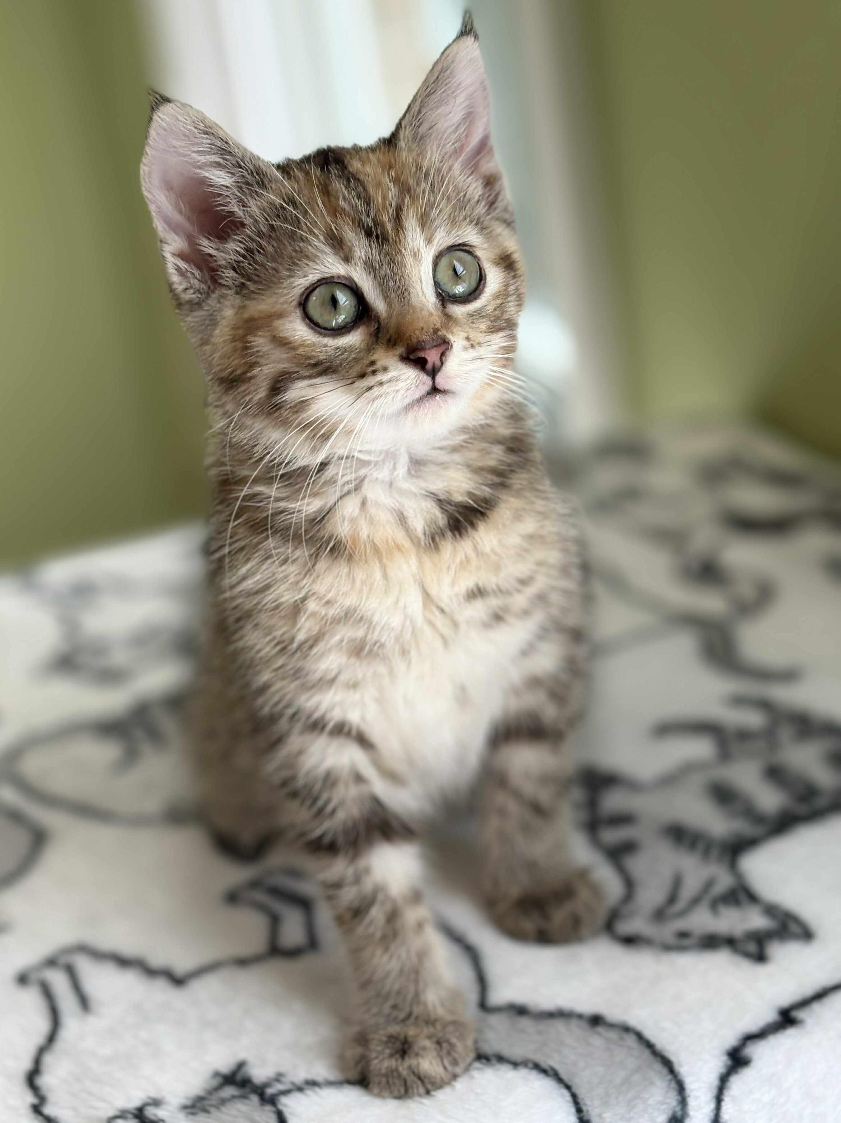 Diamond is a dream! PRINCESS of purring!  And a poofball!