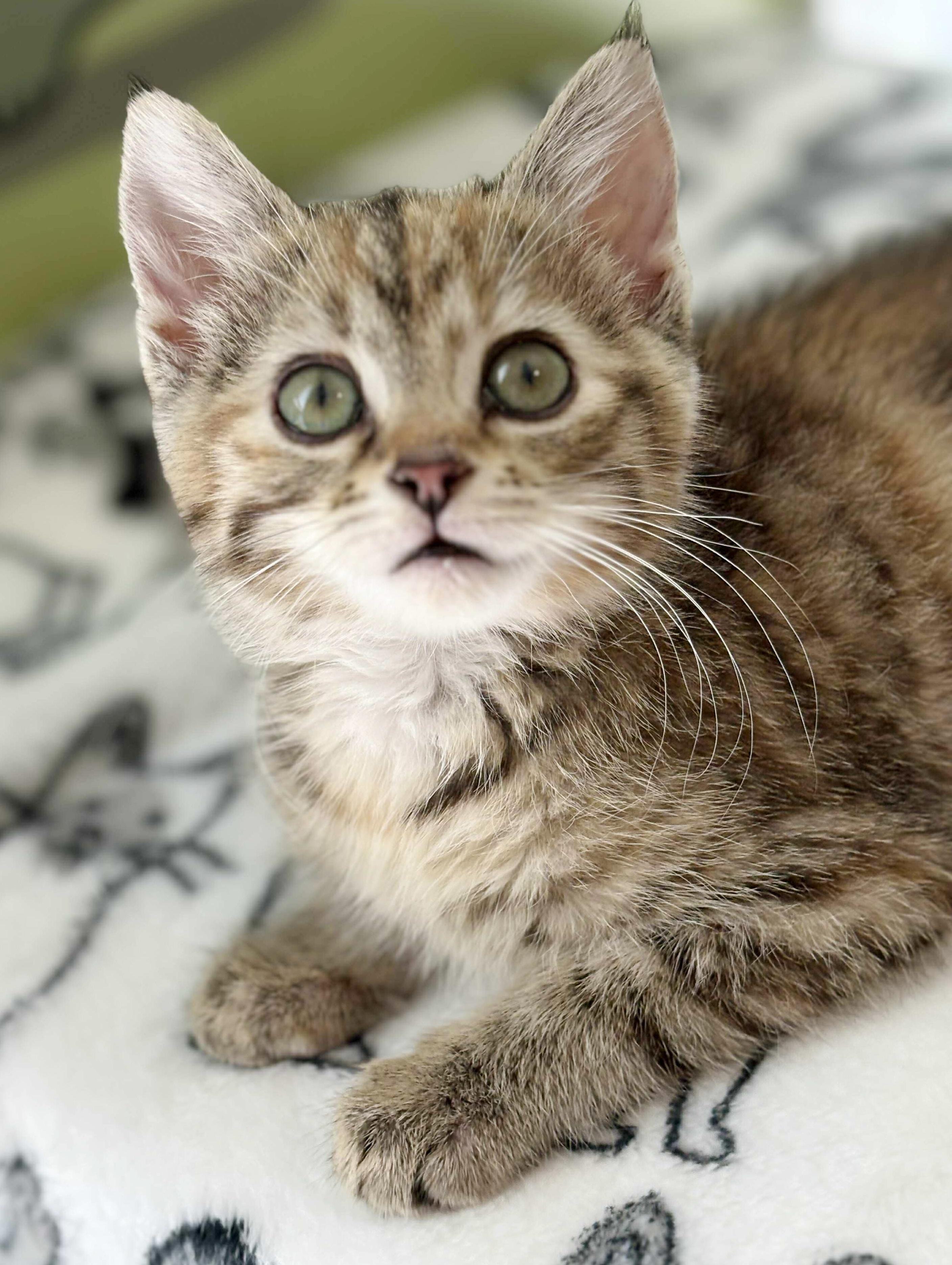 Diamond is a dream! PRINCESS of purring!  And a poofball!