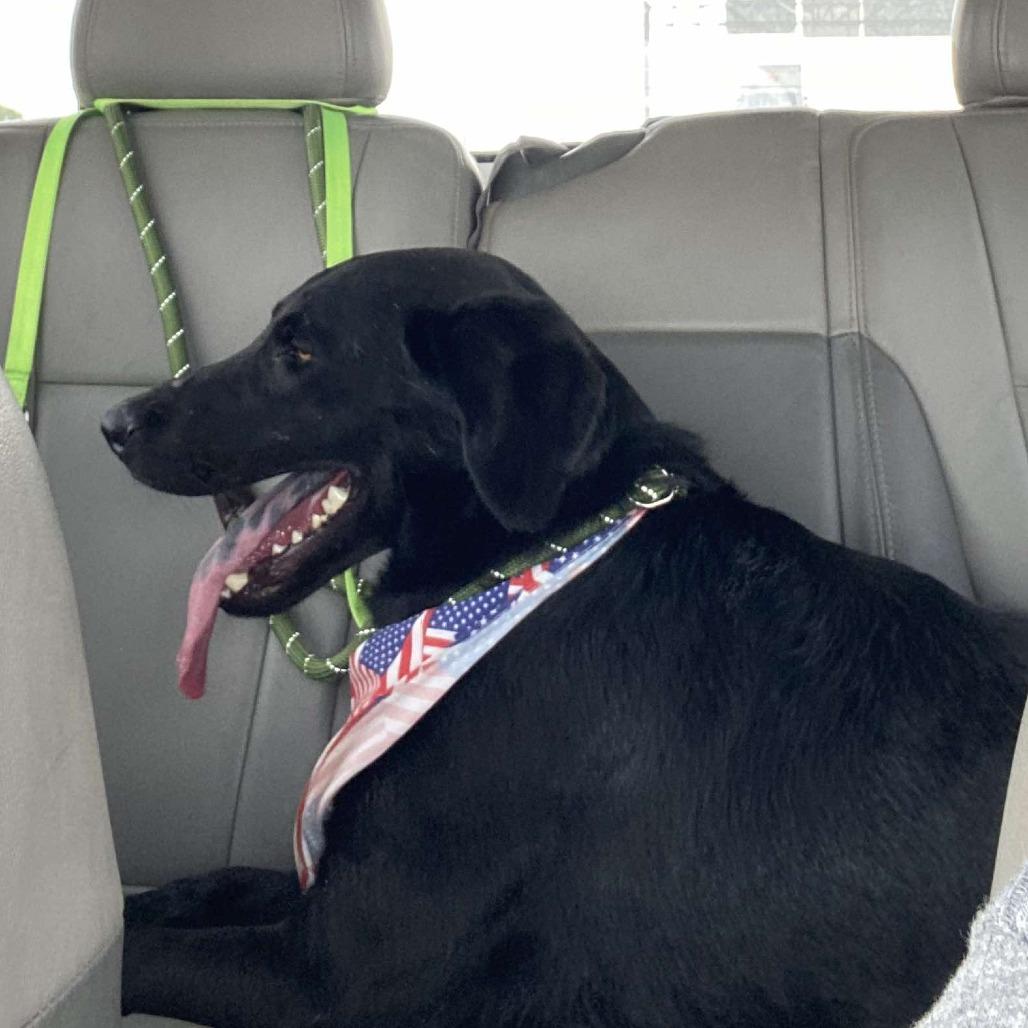 Sheldon, Adoptable, Young Male Black Labrador Retriever.