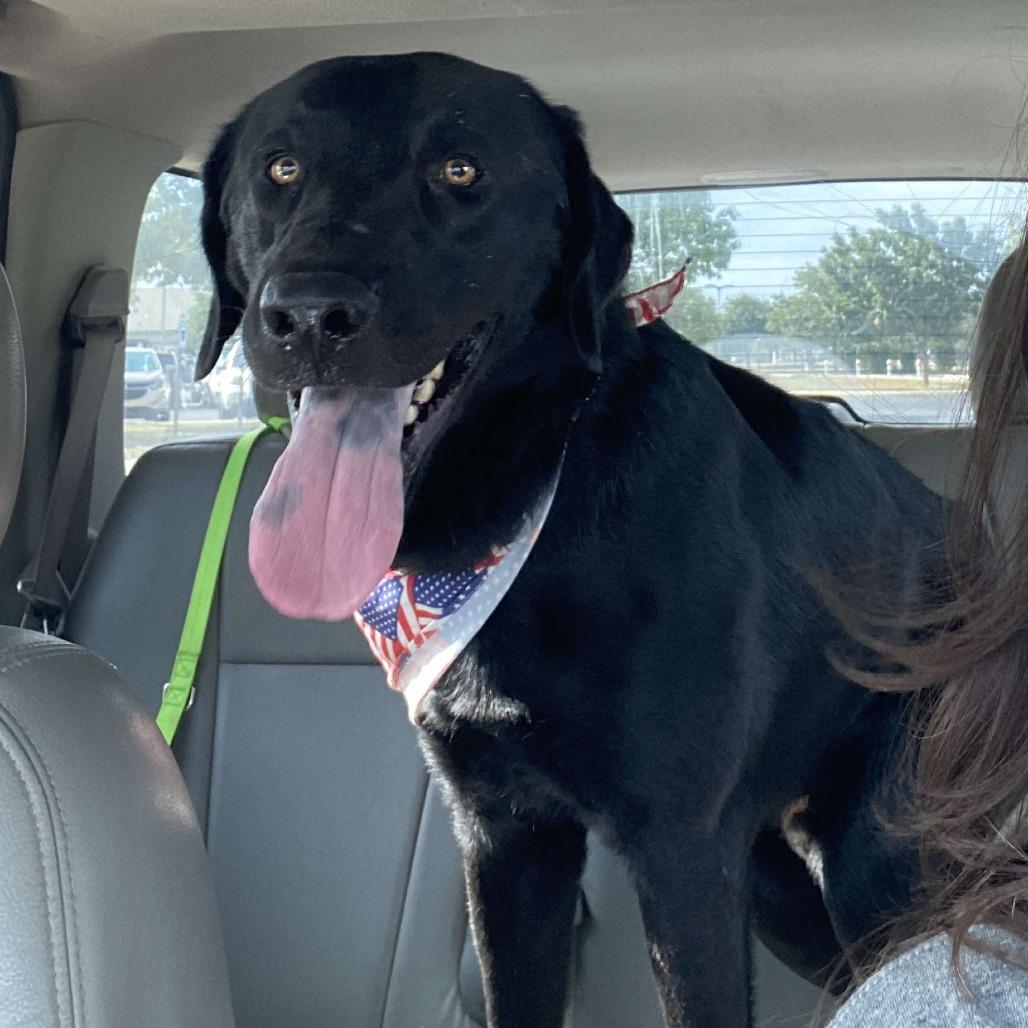 Sheldon, a Adoptable mixed breed in Austin, TX image 2/6