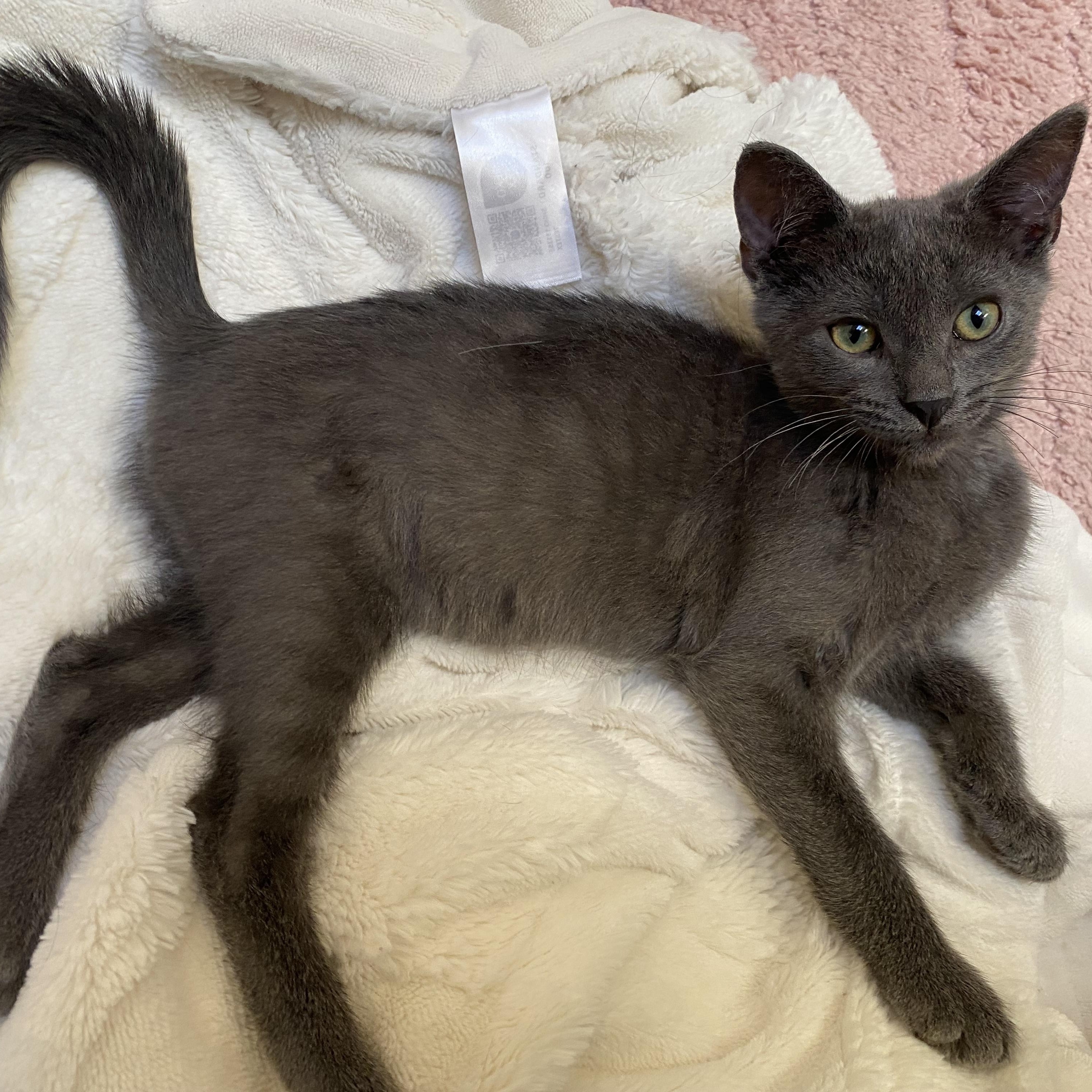 Tiramisu, Adopted, Kitten Male Domestic Short Hair.