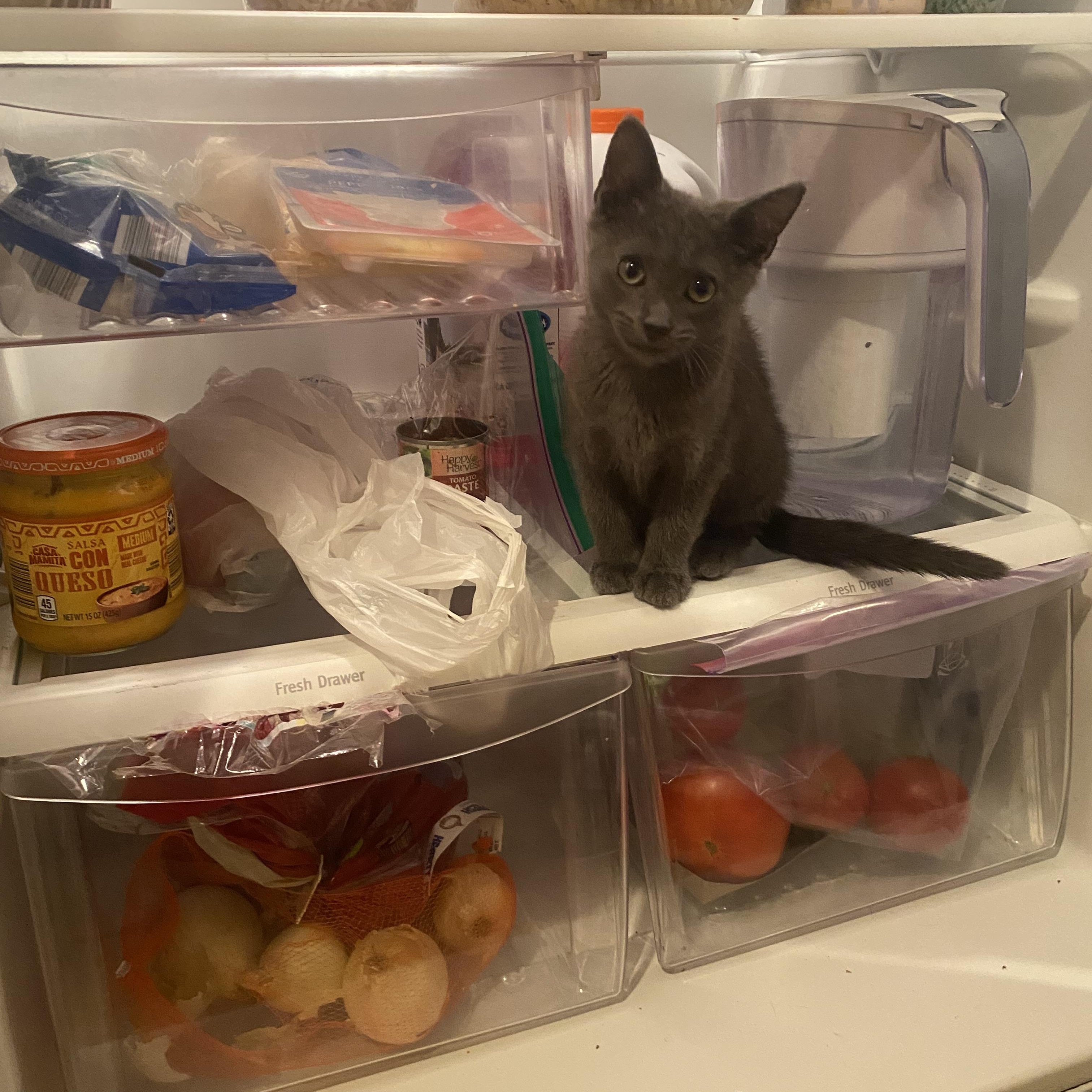 Enlarge Tiramisu, a Adopted Domestic Short Hair in Stockbridge, MI image 4/5