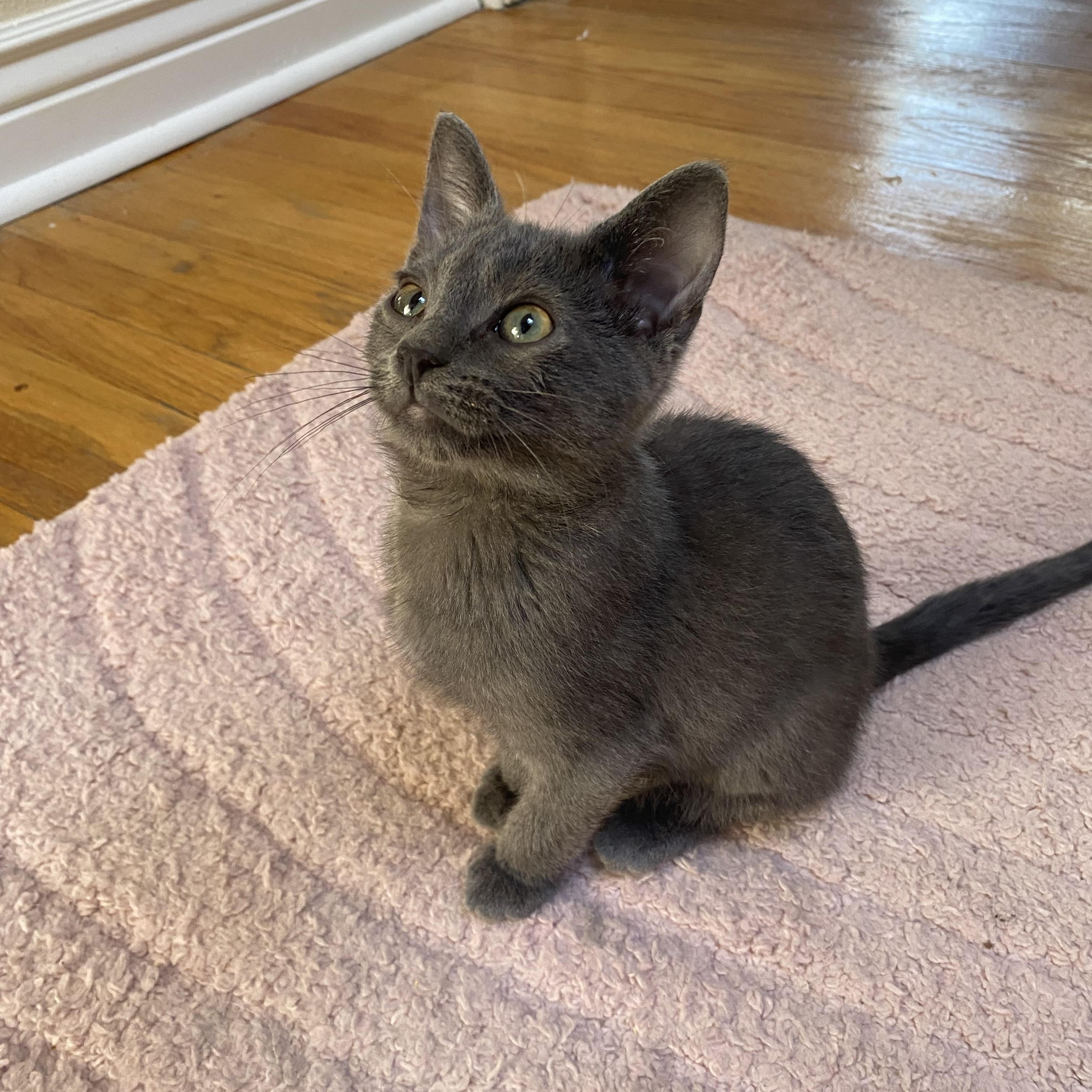 Tiramisu, Adopted, Kitten Male Domestic Short Hair.