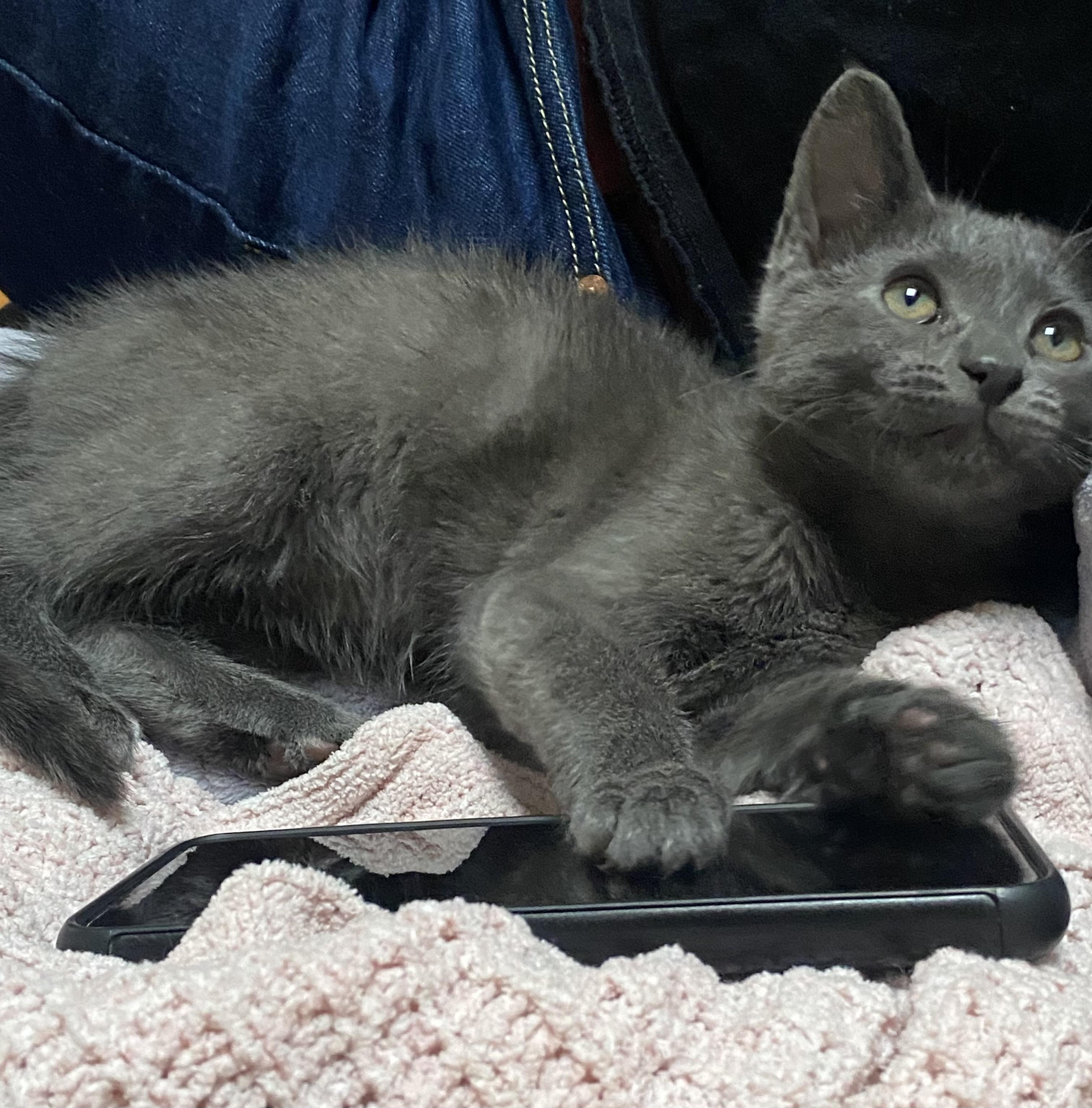 Enlarge Tiramisu, a Adopted Domestic Short Hair in Stockbridge, MI image 3/5