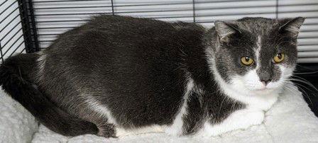 Suzy, Adoptable, Senior Female Domestic Short Hair.