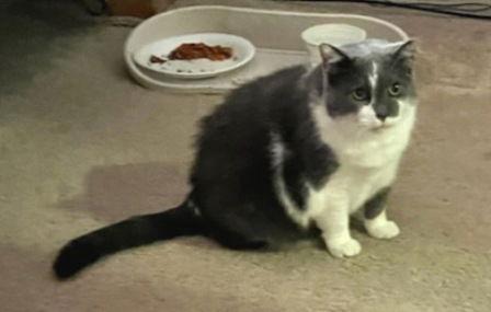 Enlarge Suzy, a Adoptable Domestic Short Hair in Amelia, OH image 2/3