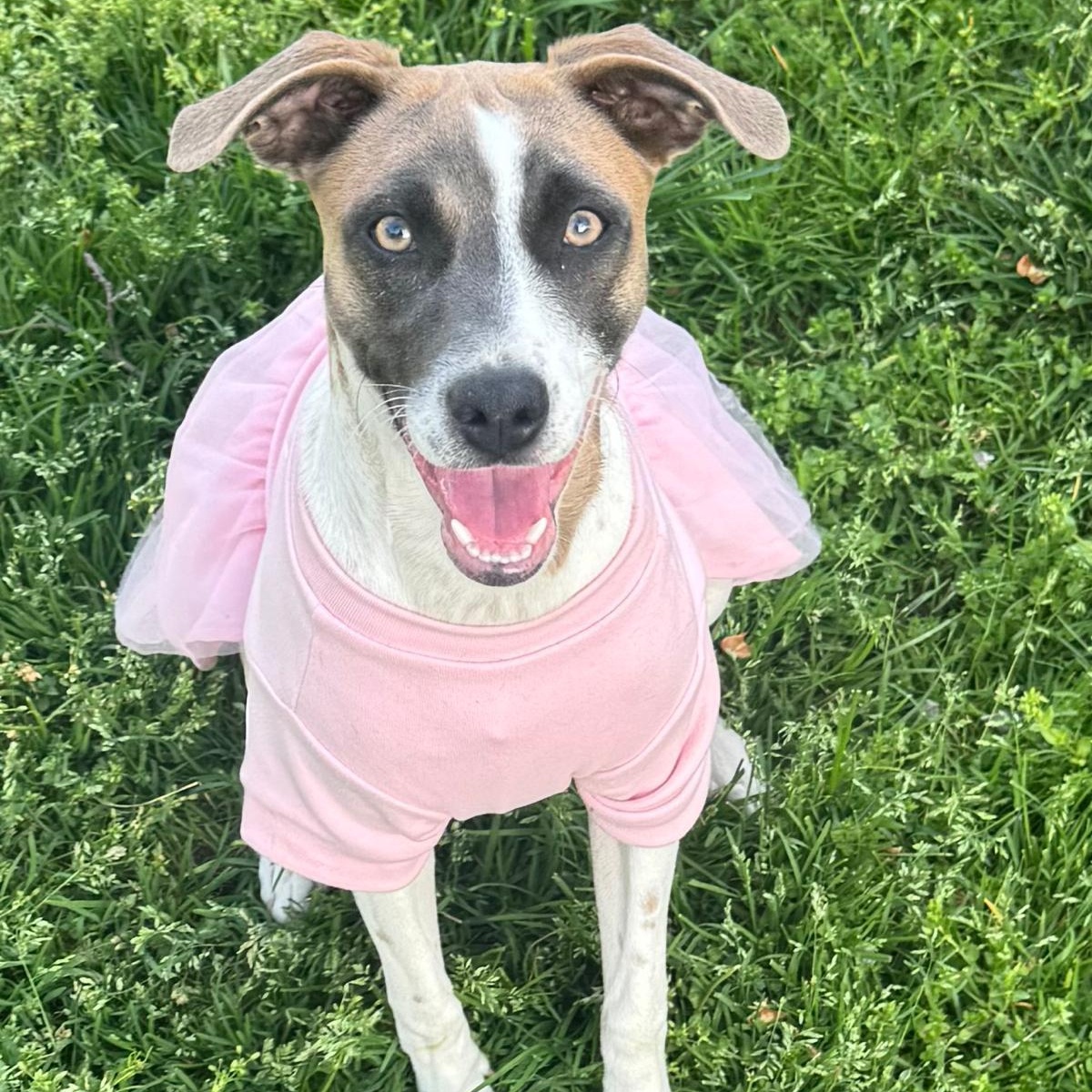 Lola, Adoptable, Puppy Female Whippet.