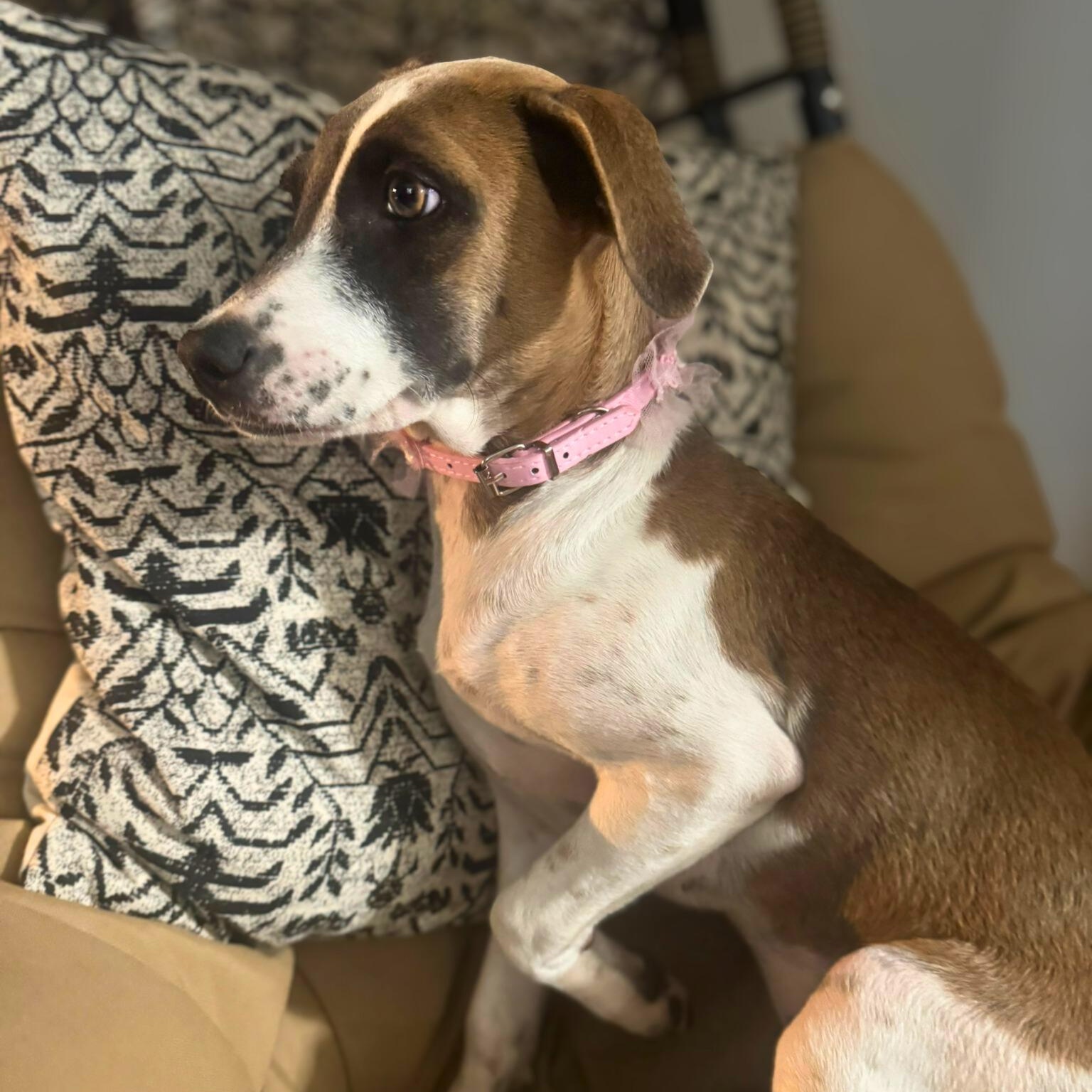 Enlarge Lola, a Adoptable mixed breed in Baltimore, MD image 4/5